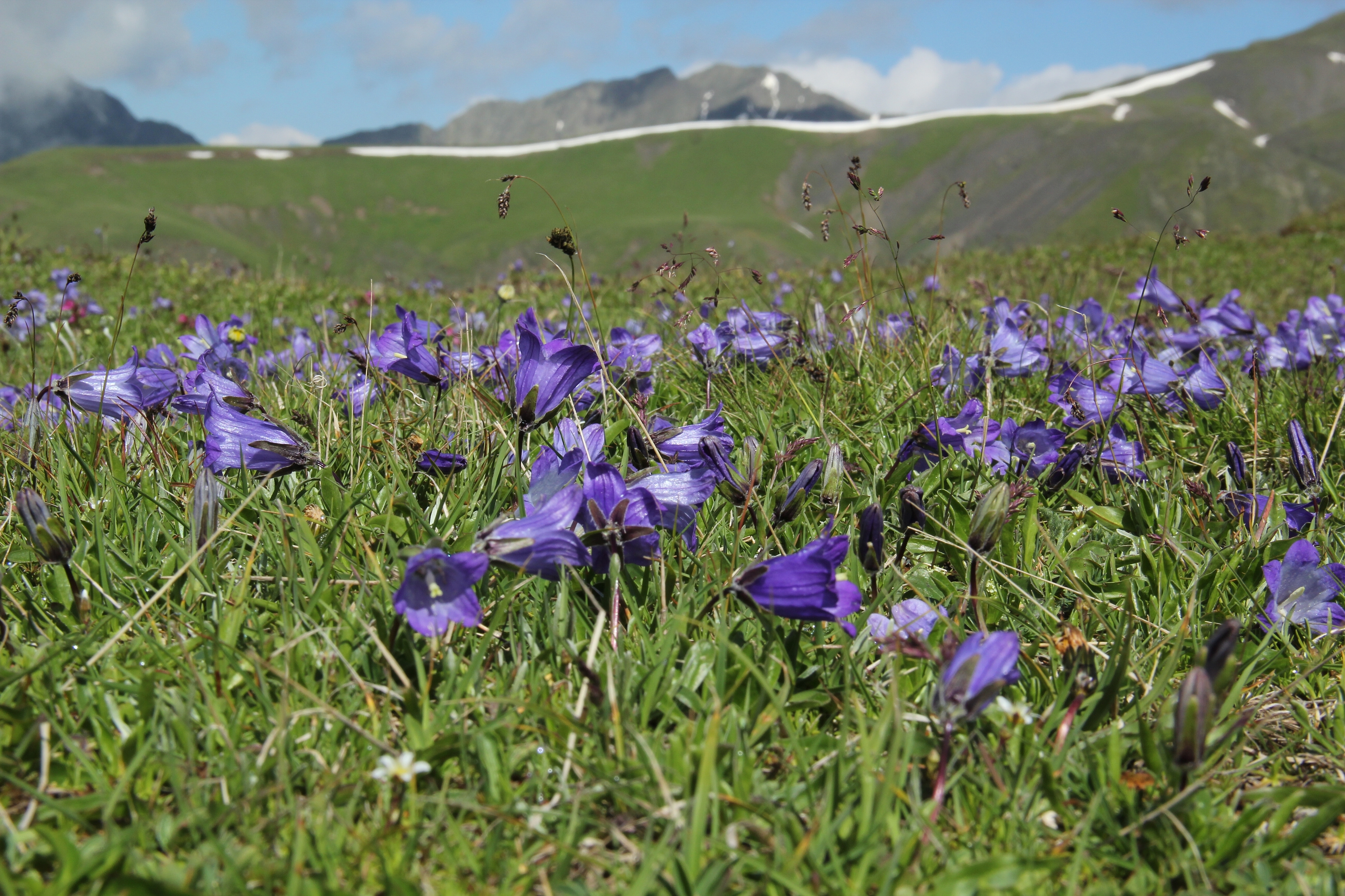 Kavkaz, pohoří protínající více států o rozloze téměř 480 000 km2. Nezpochybnitelný „hot spot“, horké místo biodiverzity, významný opravdu v globálním měřítku. Foto Jakub Kašpar