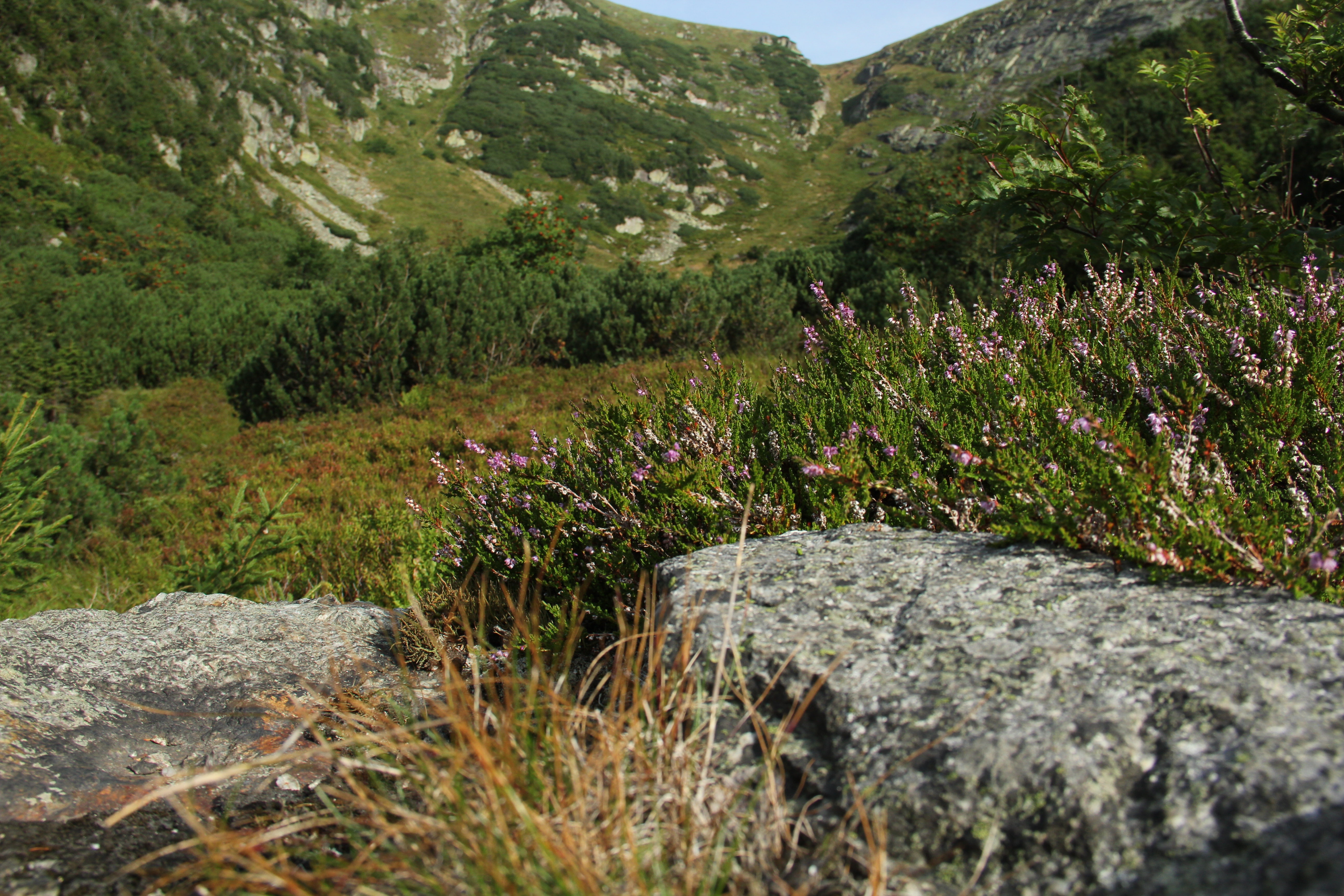 Krkonoše, nejvyšší pohoří České republiky (pokrývající přibližně 300 km2), specifi cké svou polohou a charakterem vysokohorských ekosystémů. Zda bez ohledu na svou jedinečnost splňují kritéria na vymezení KBA ukáže pravděpodobně až čas. Foto Jakub Kašpar