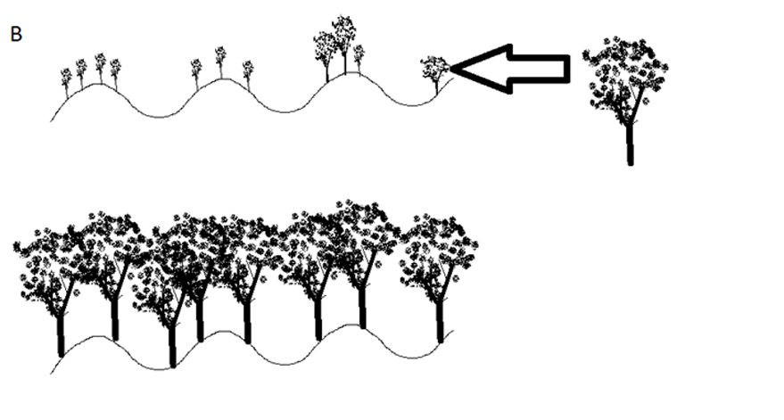 Krajní typy šíření dřevin. B) typ šíření pomocí dálkové migrace (Betula pendula)