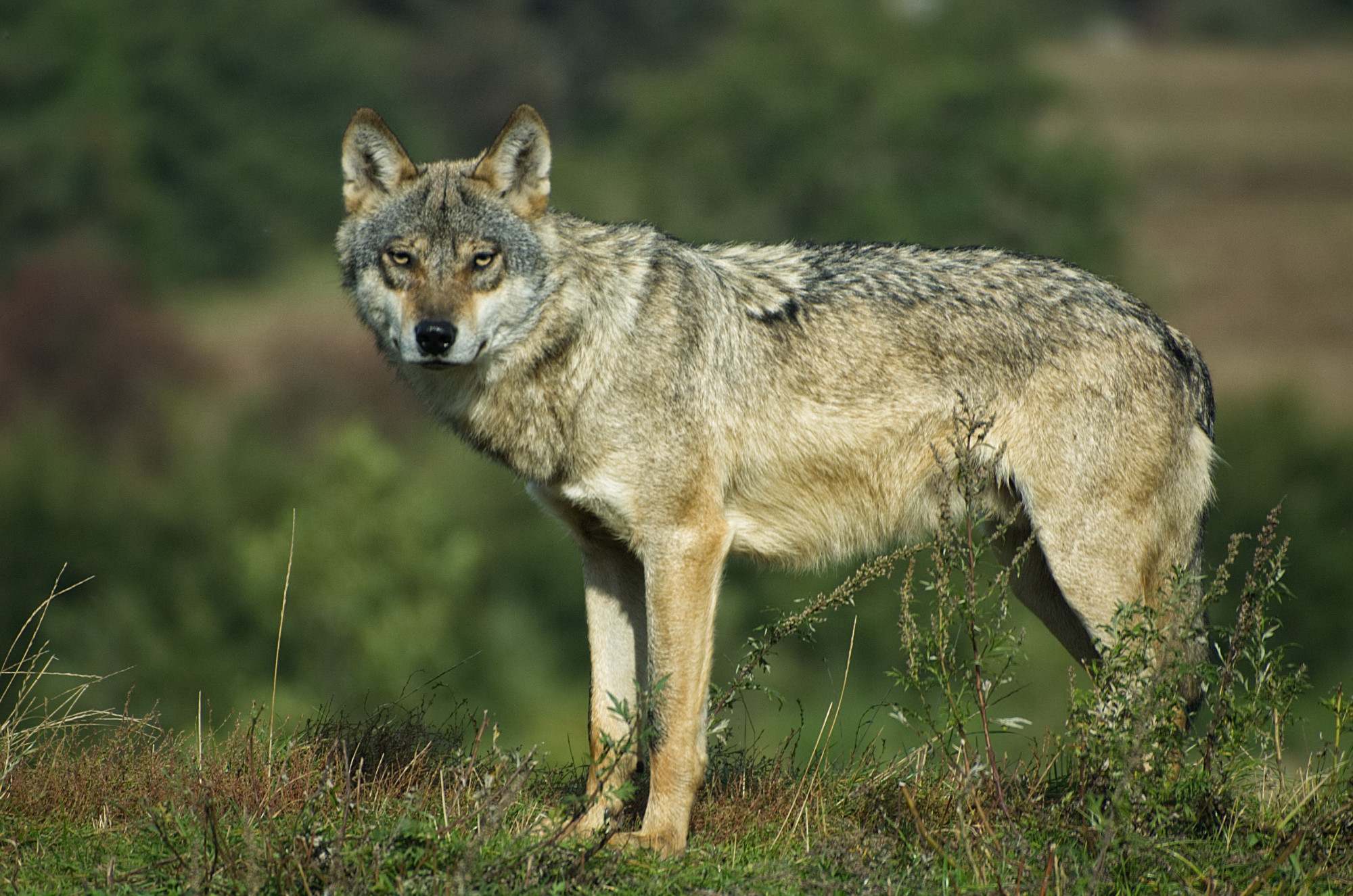 Vlk se šíří Evropou a konflikty mezi ním a člověkem přibývají.  Zdroj Wiki Commons