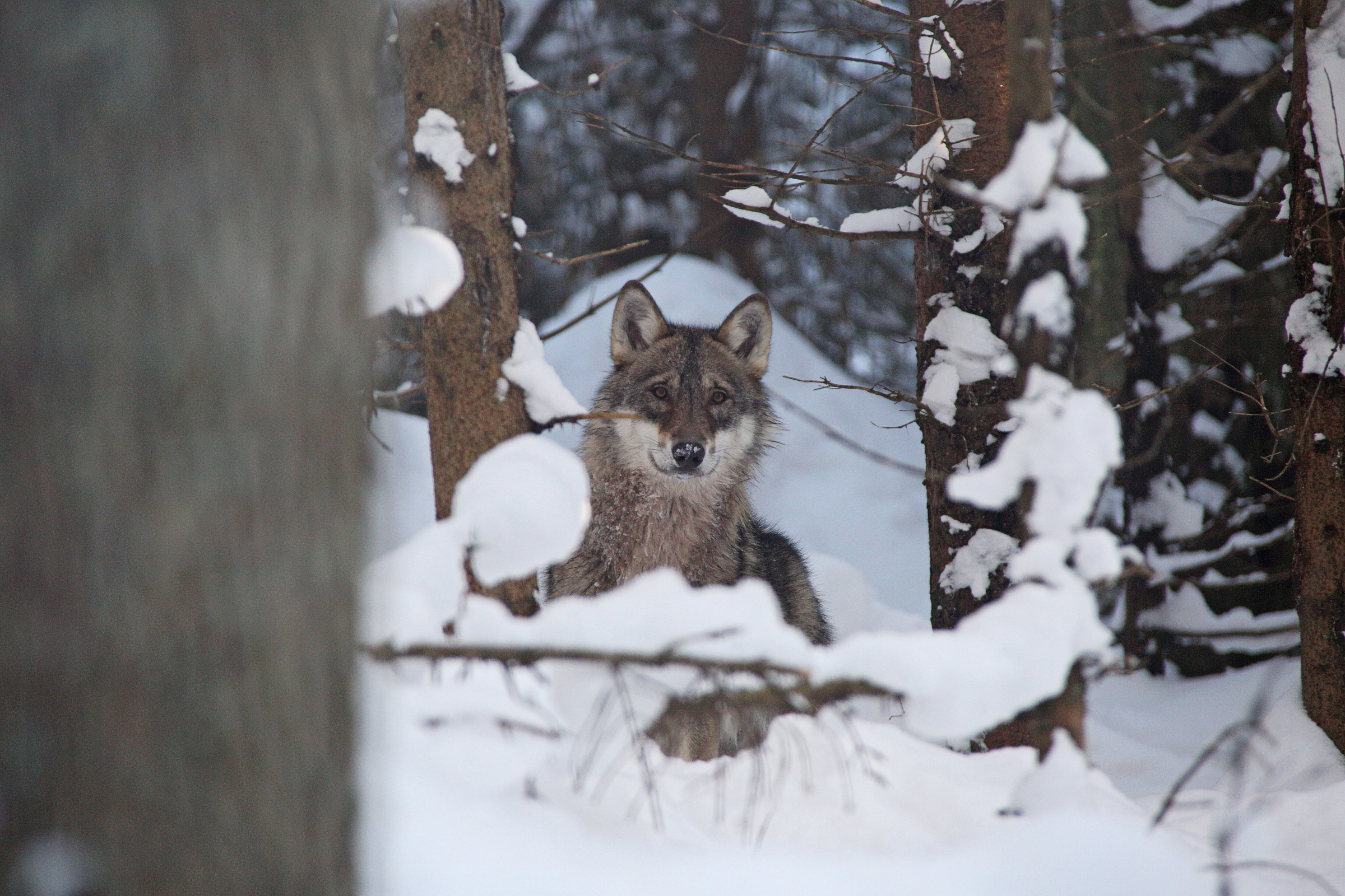 Vlka v přírodě potkáte těžko, zajeďte si proto do návštěvnického střediska NP Šumava v Srní.   Foto Štěpán Rozenkranz