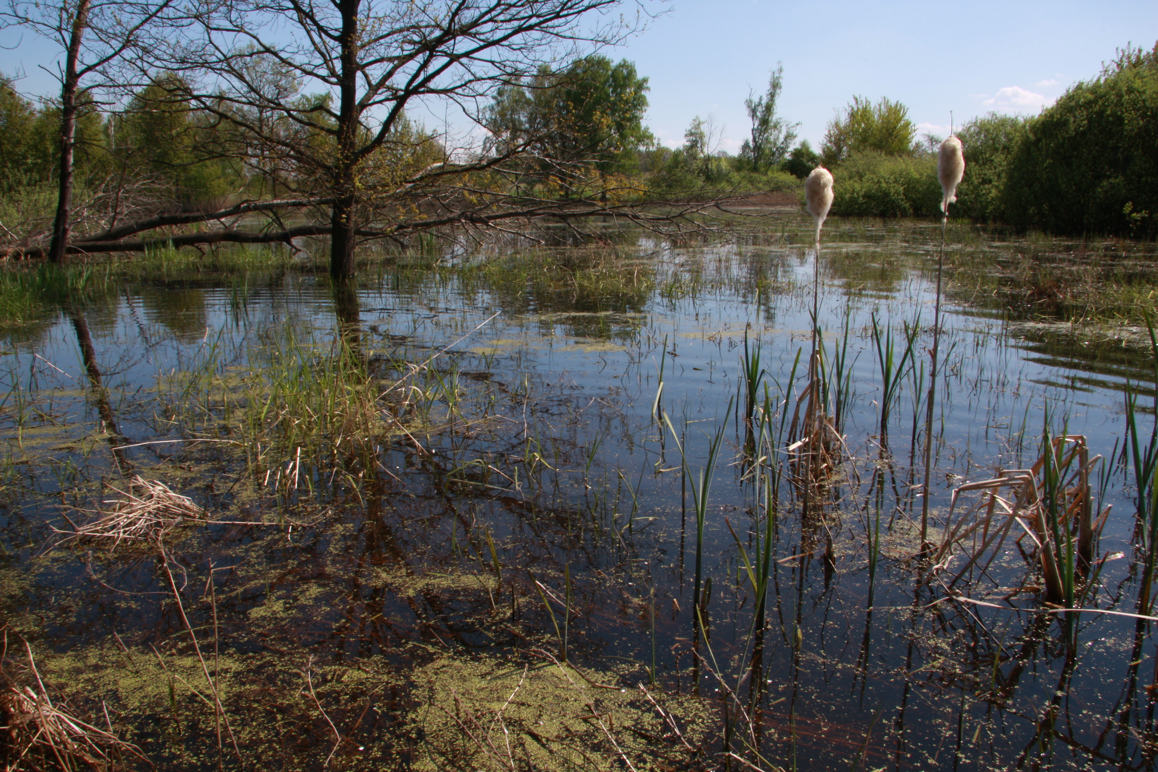 Některé ze Stružnických rybníků na Českolipsku mají charakter přírodního mokřadu. Foto Jan Dušek