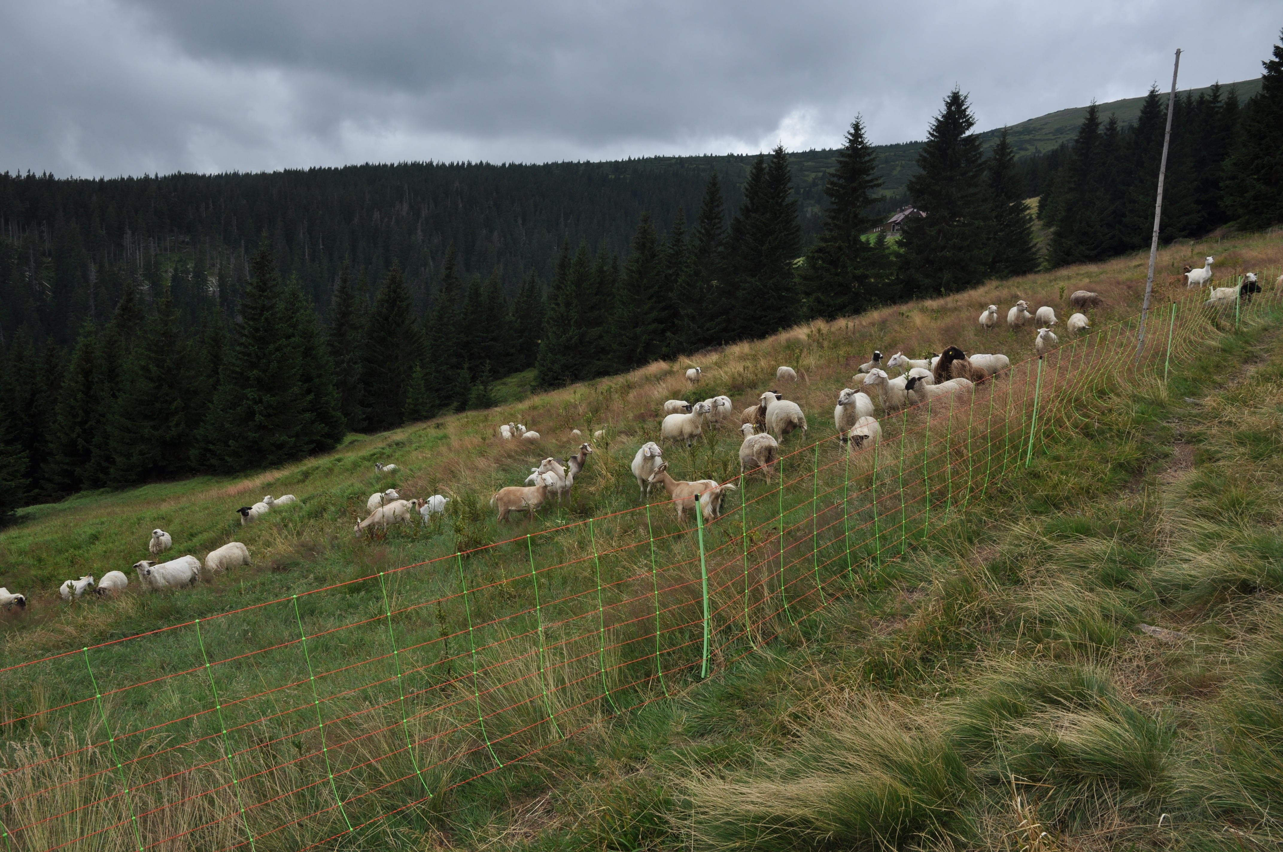 Pastva na Studničních Boudách. Foto Stanislav Březina