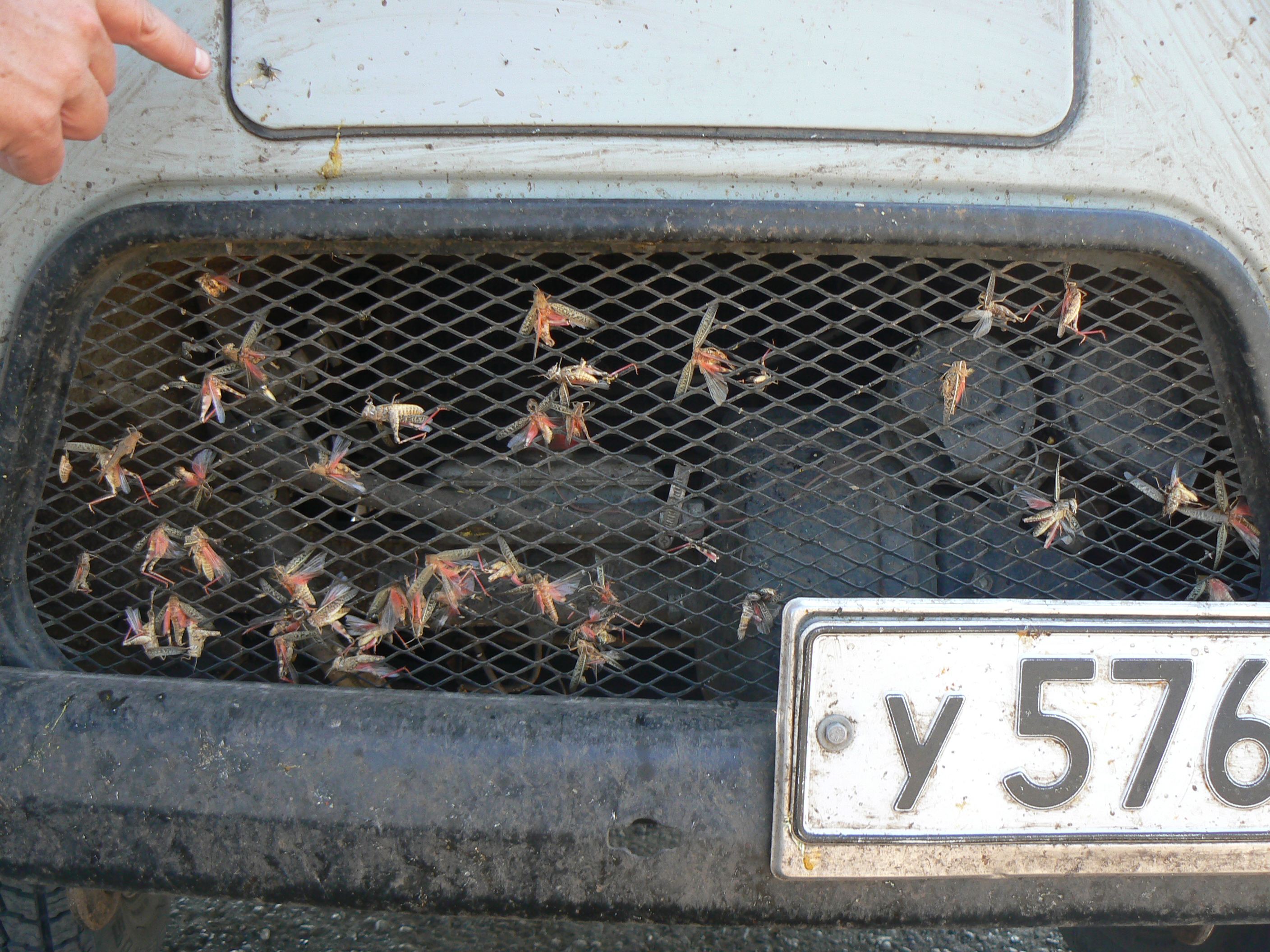 I velmi nadprůměrný entomolog pobije nejvíce hmyzu, když sedí za volantem. Průměrný řidič kamionu má za rok na svědomí podstatně více hmyzích životů než všichni nadšení sběratelé dohromady. Foto Lukáš Čížek