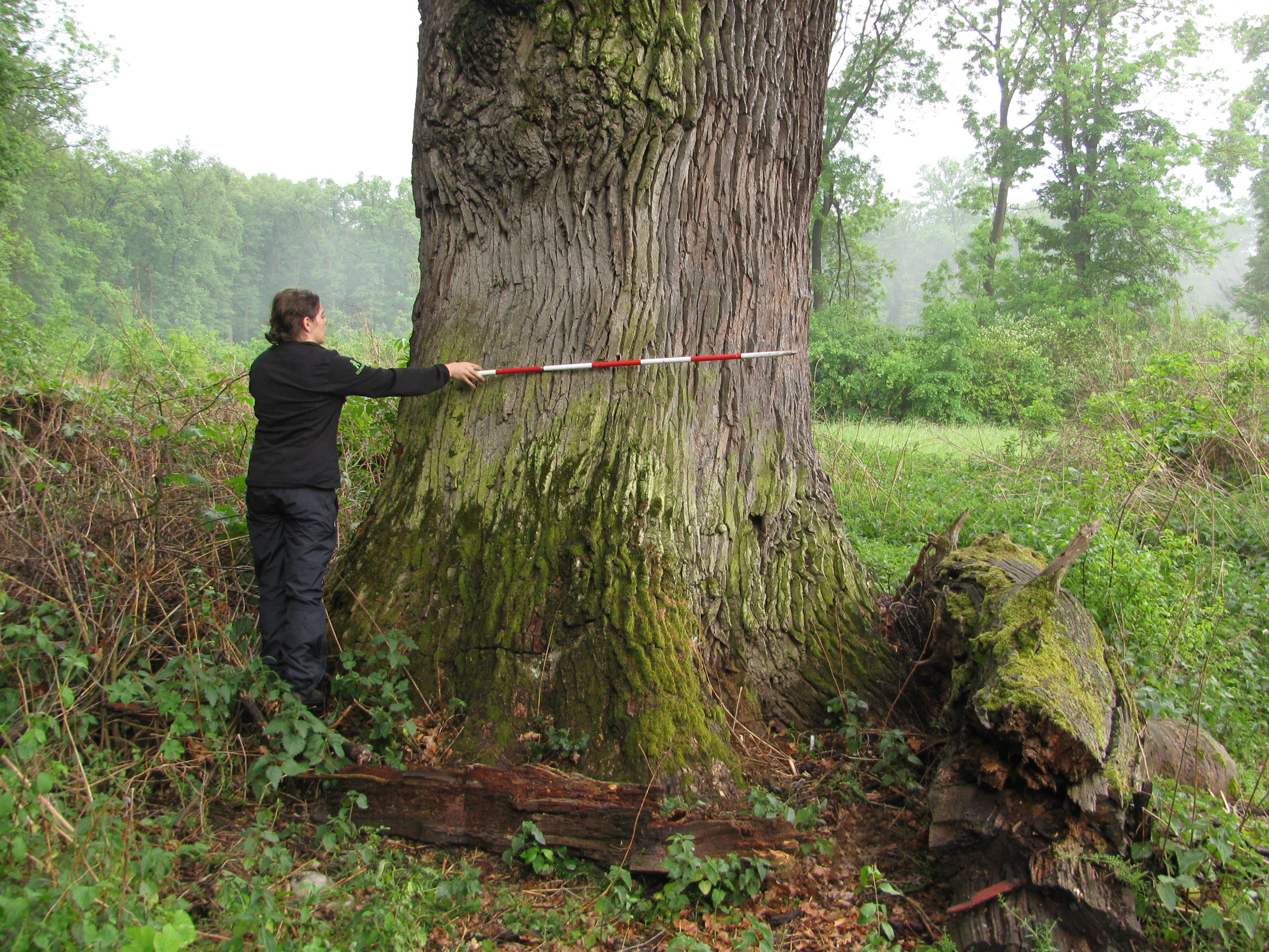 Silné biotopové stromy ponechávané na porostních okrajích jsou páteří biodiverzity lesní krajiny. Foto Radek Bače