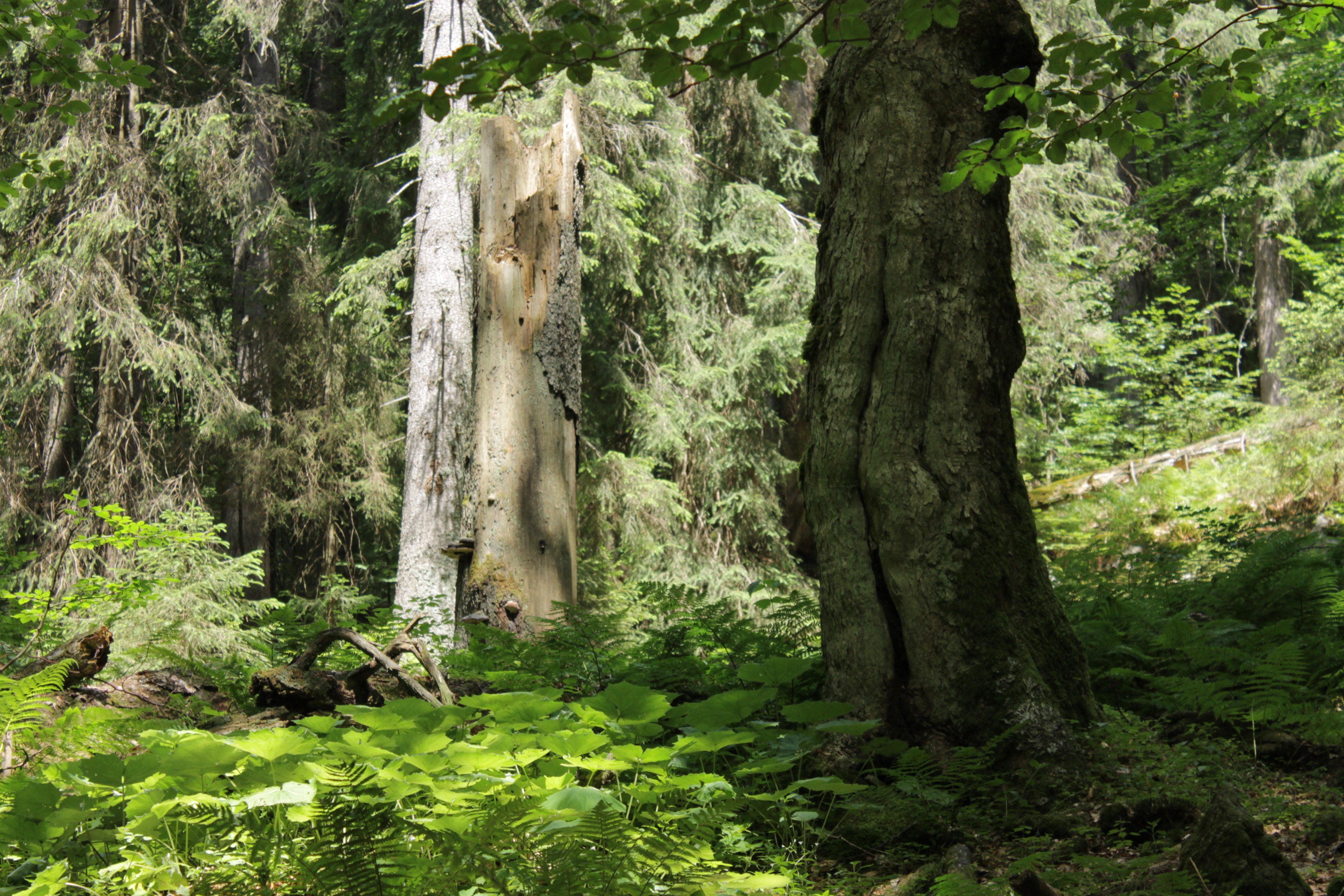 Vodou podmíněné světliny v lese představují ideální místa, kde mohou být biotopové stromy ponechávány k dožití. Je zde lépe splněno oslunění a svým umístěním nepředstavují výraznou újmu lesnickému provozu. V žádném případě by tato místa neměla být cíleně zalesňována. Foto Radek Bače