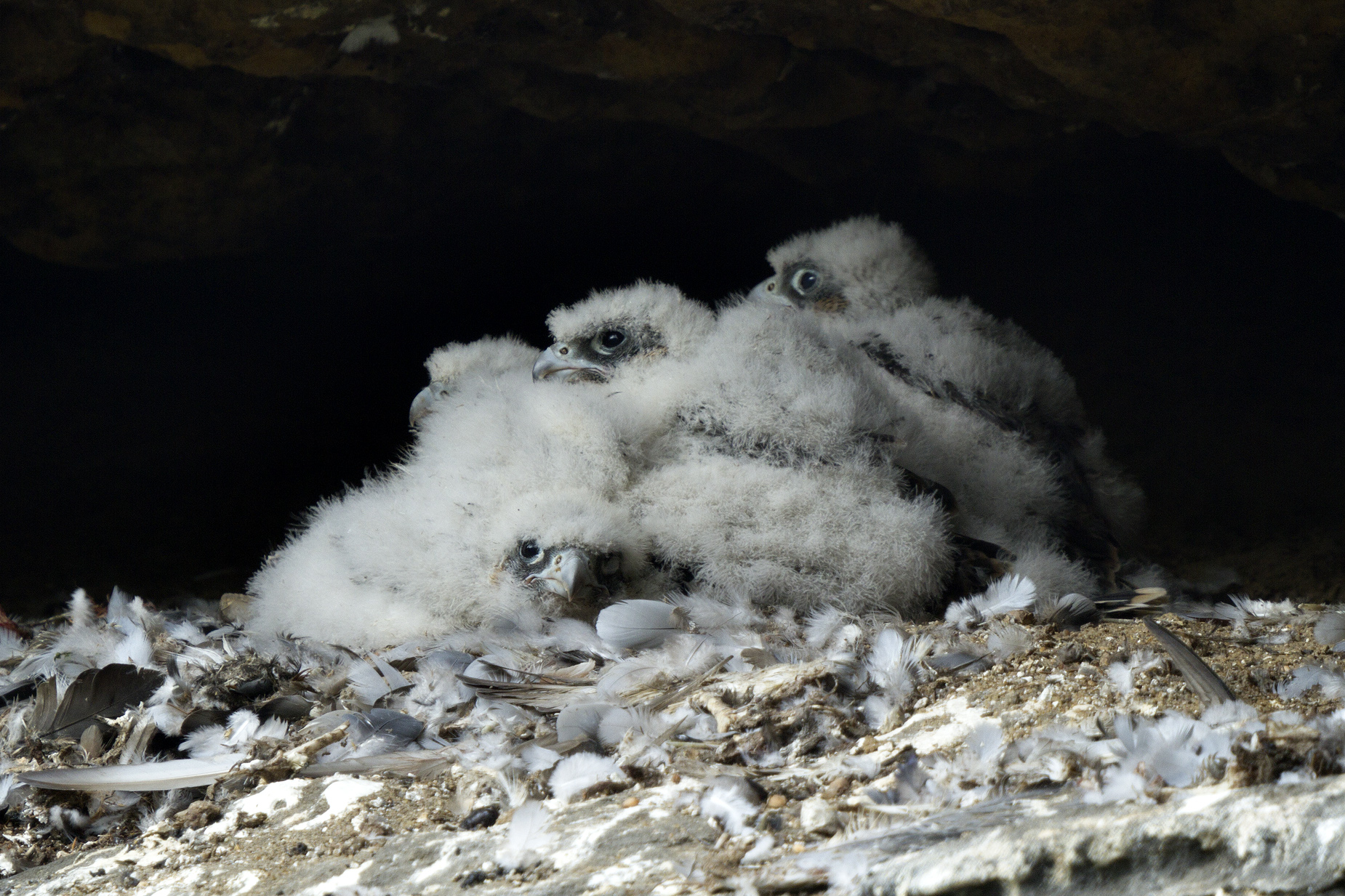 Typ fotografie využívané při mediální komunikaci zákazu vstupu do hnízdních lokalit z důvodu hnízdění zvláště chráněných druhů ptáků. Foto Václav Sojka 