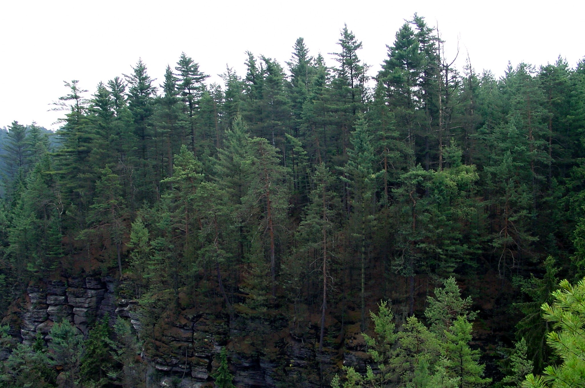 Borovice vejmutovka na skalách nad soutěskou Kamenice v NP České Švýcarsko v roce 2002. Dnes je tento porost kompletně eradikován. Foto Handrij Härtel