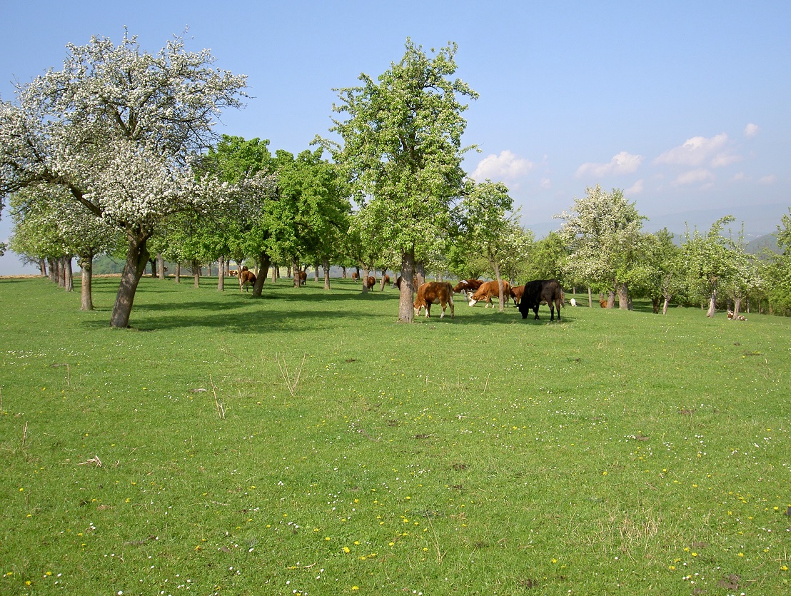 Pastvina skotu - sad ve Vrahožilech. Foto Šárka Kopecká 