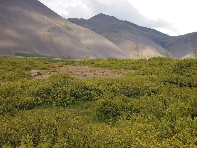 Obnova degradované půdy na Islandu. Pomalý proces obnovy vegetačního pokryvu, na kterém se podílejí mimo jiné farmáři. Snímek zachycuje obnovenou vegetaci na původně degradované půdě. Foto Dava Vačkářů