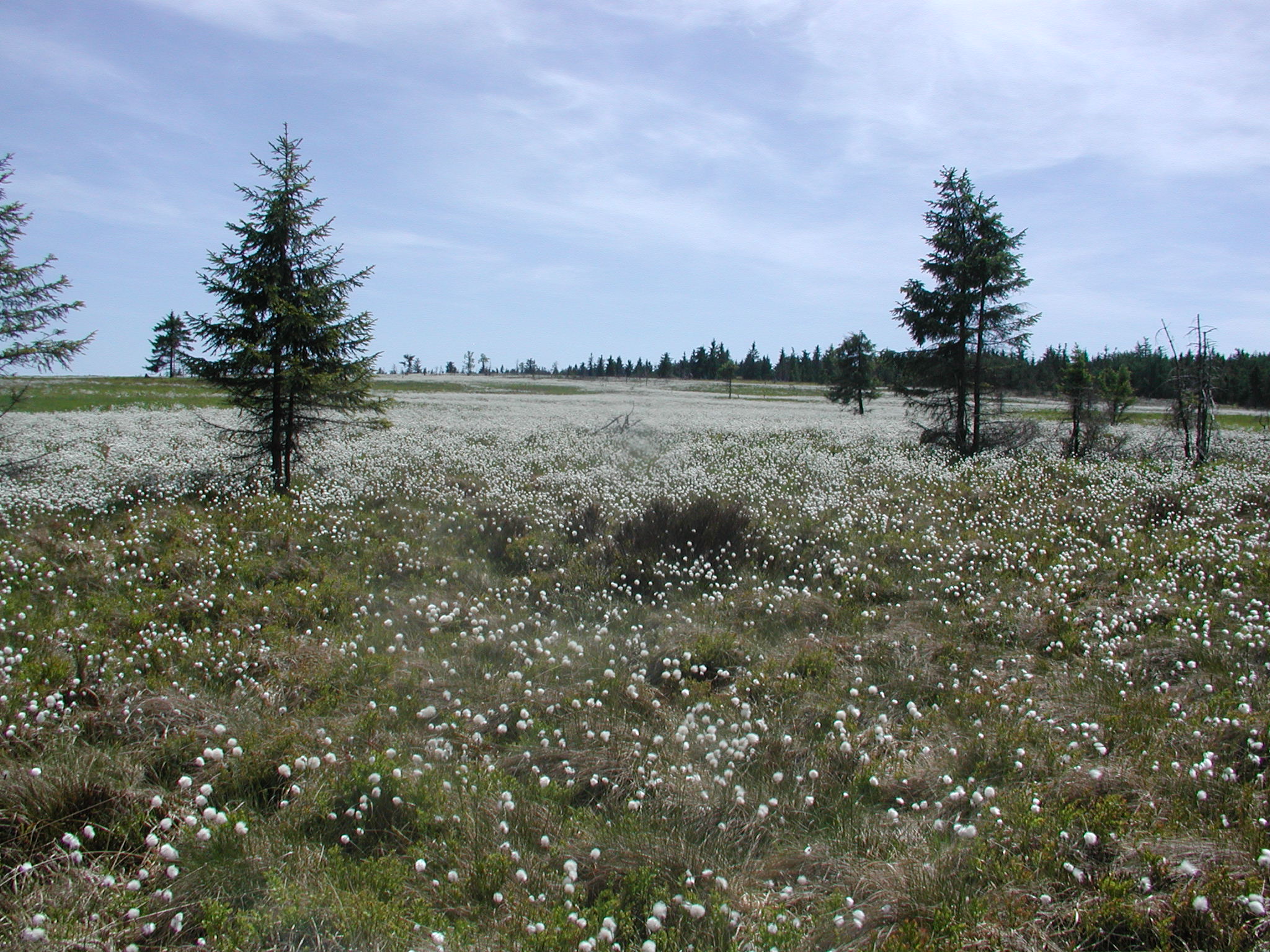 Rozsáhlé porosty suchopýru pochvatého (Eriophorum vaginatum) na vrcholových partiích bývalé cílové plochy Tok, kde probíhaly pravidelné požáry především v březnu až květnu. Foto Ondřej Sedláček