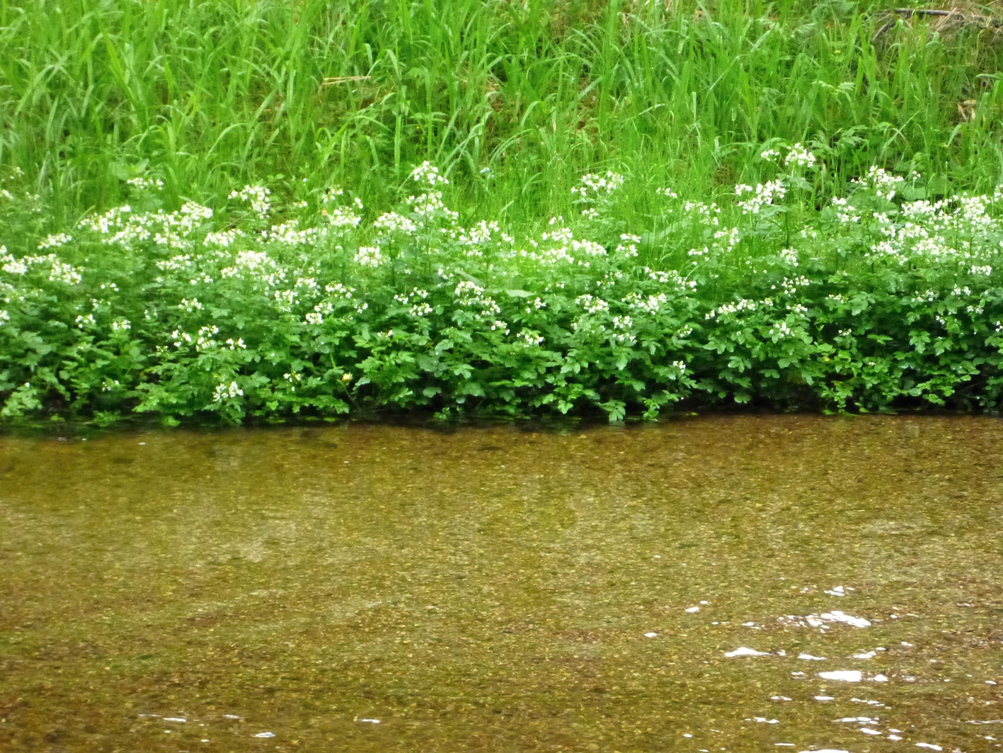 Průhlednost až na hrubozrnné písečné dno a na břehu řeřišnice hořká, zdroj kvalitní potravy, to je pohled na přirozený habitat v lokalitě Malše. Foto Jana Slezáková