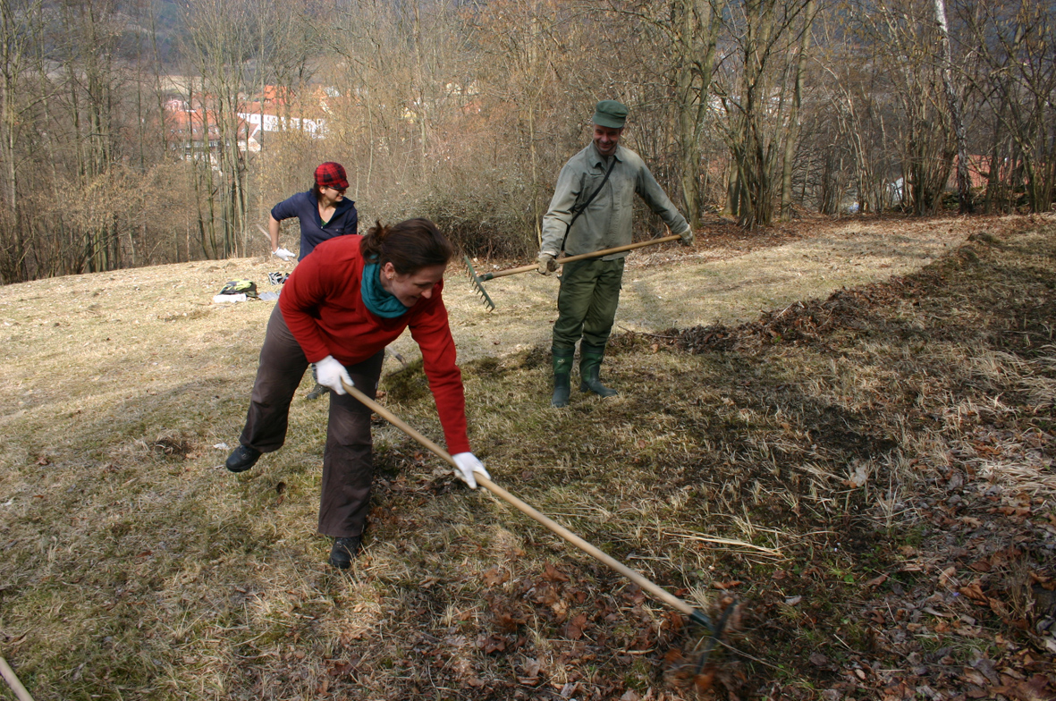 Management lokality hořečku mnohotvarého českého v NPR Vyšenské kopce.  Foto Jana Zmeškalová