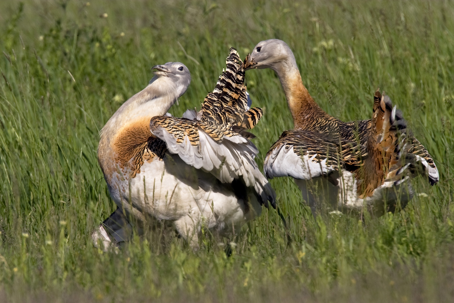 Na jaře mezi sebou samci svádějí urputné boje o samice. Foto Jiří Bohdal