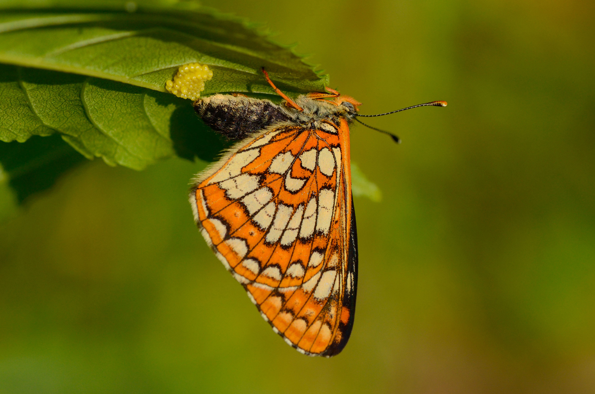 Kladoucí samice hnědáska osikového. Foto M. Zlatník