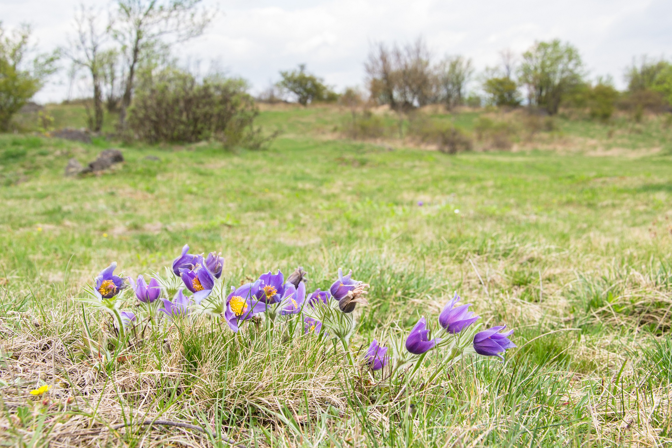 Koniklec otevřený (Pulsatilla patens), druh výslunných a suchých travních porostů, v poslední době silně ustoupil. Nejvíce lokalit má v Doupovských horách. Foto Barbora Čepelová