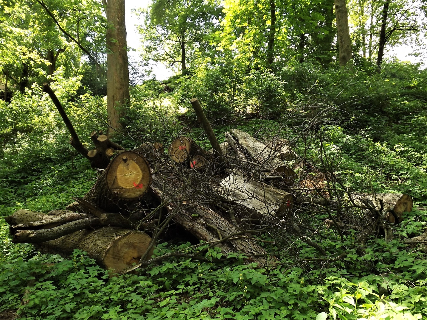 Údajné broukoviště vzniklé naházením zbytků biologicky cenných stromů na hromadu - NPP Babiččino údolí. Foto Blanka Mikátová