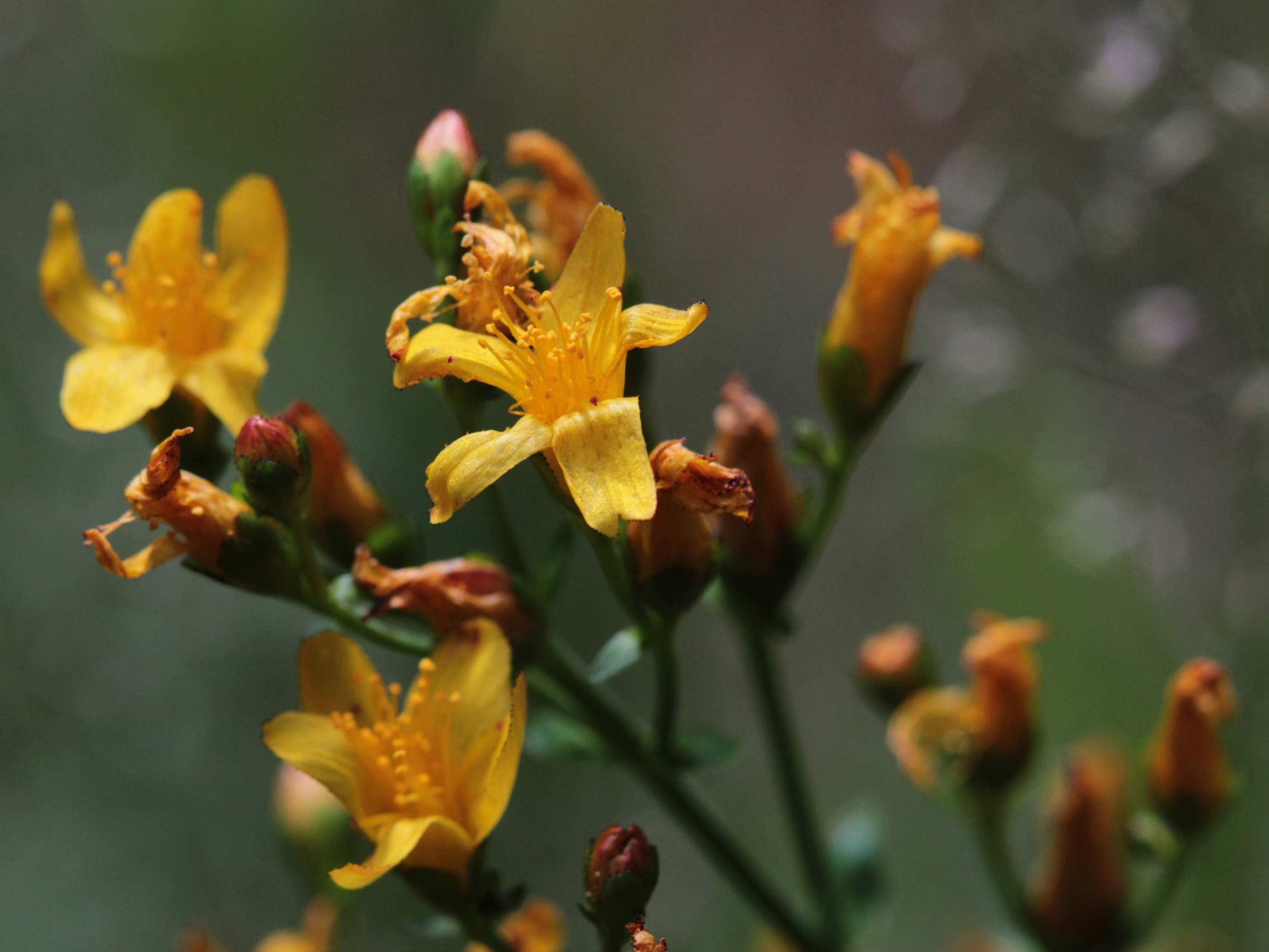 Třezalka pěkná (Hypericum pulchrum) – druh národní legislativou nechráněný, v Červeném seznamu zařazen v kategorii C1r – vzácný, stabilní, několik málo lokalit. Foto Petr Bauer