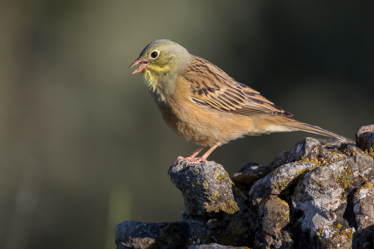 Některé druhy stále příliš efektivně chránit neumíme. Strnad zahradní (Emberiza hortulana) ve většině evropských zemí ubývá. Vyžaduje heterogenní extenzivně obhospodařovanou zemědělskou krajinu, která je nyní na ústupu, a jeho populacím neprospívá ani nelegální lov. Zdroj: Wiki Commons