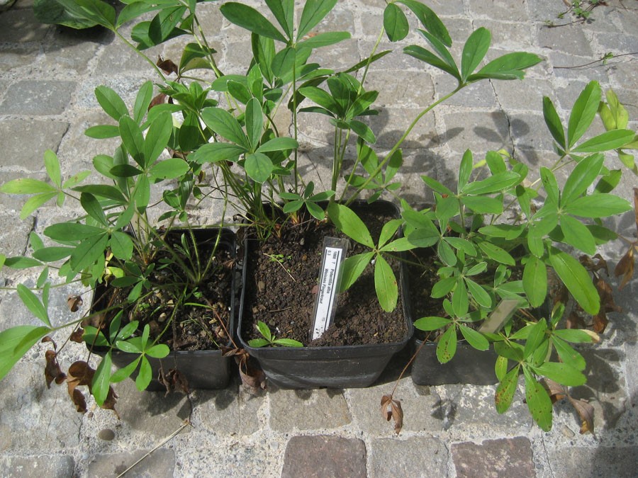 Obr 3. Rostliny odevzdané pěstitelem ve sběrném místě (Švýcarsko). Rostliny jsou celou vegetační sezónu drženy v květináčích, každý květináč je označen identifikačním štítkem, kde je specifikován původ rostliny i pěstitel. Foto Hana Pánková