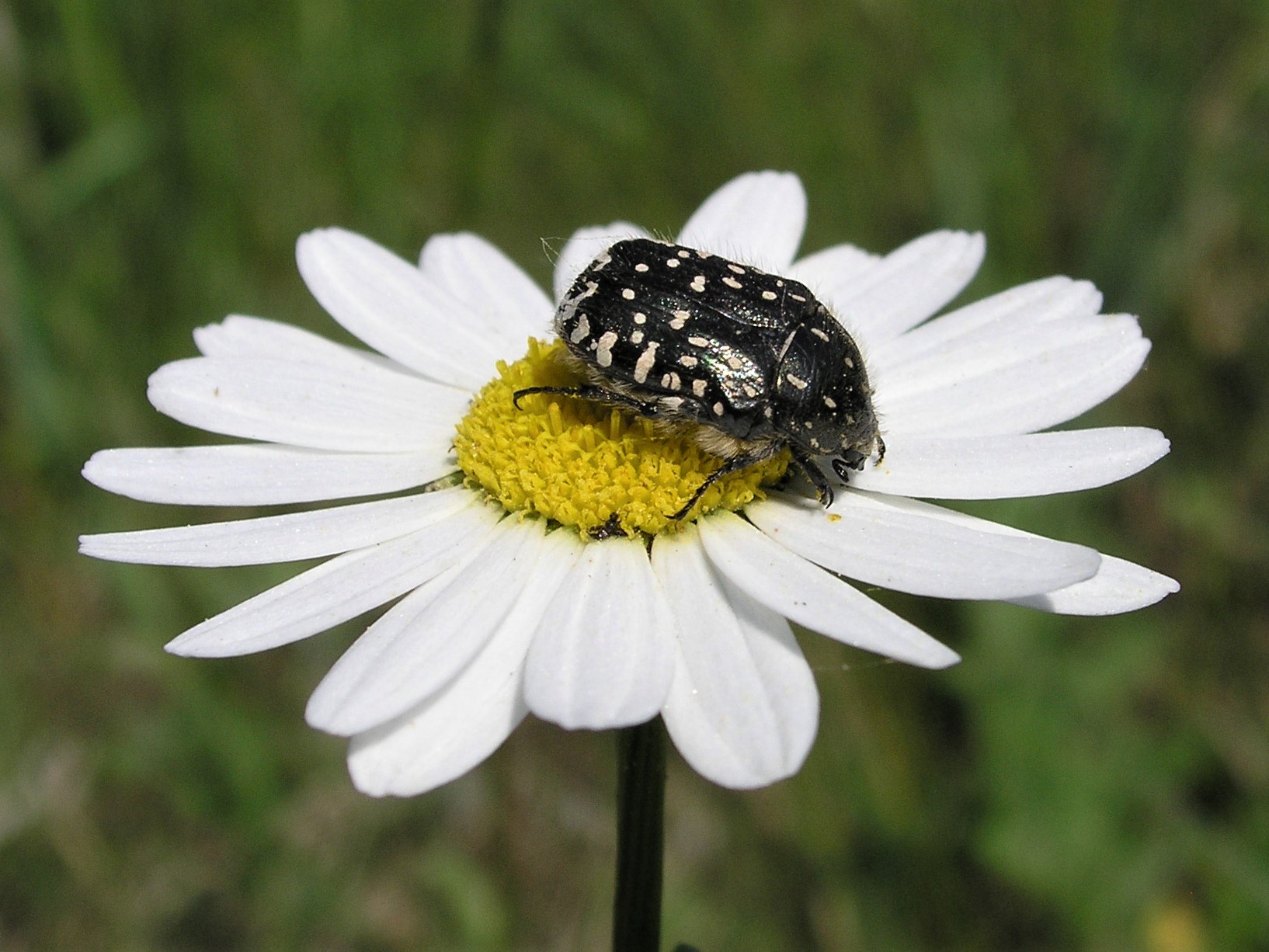 Zlatohlávek tmavý - ochrana na věčné časy. Foto Jiří Řehounek