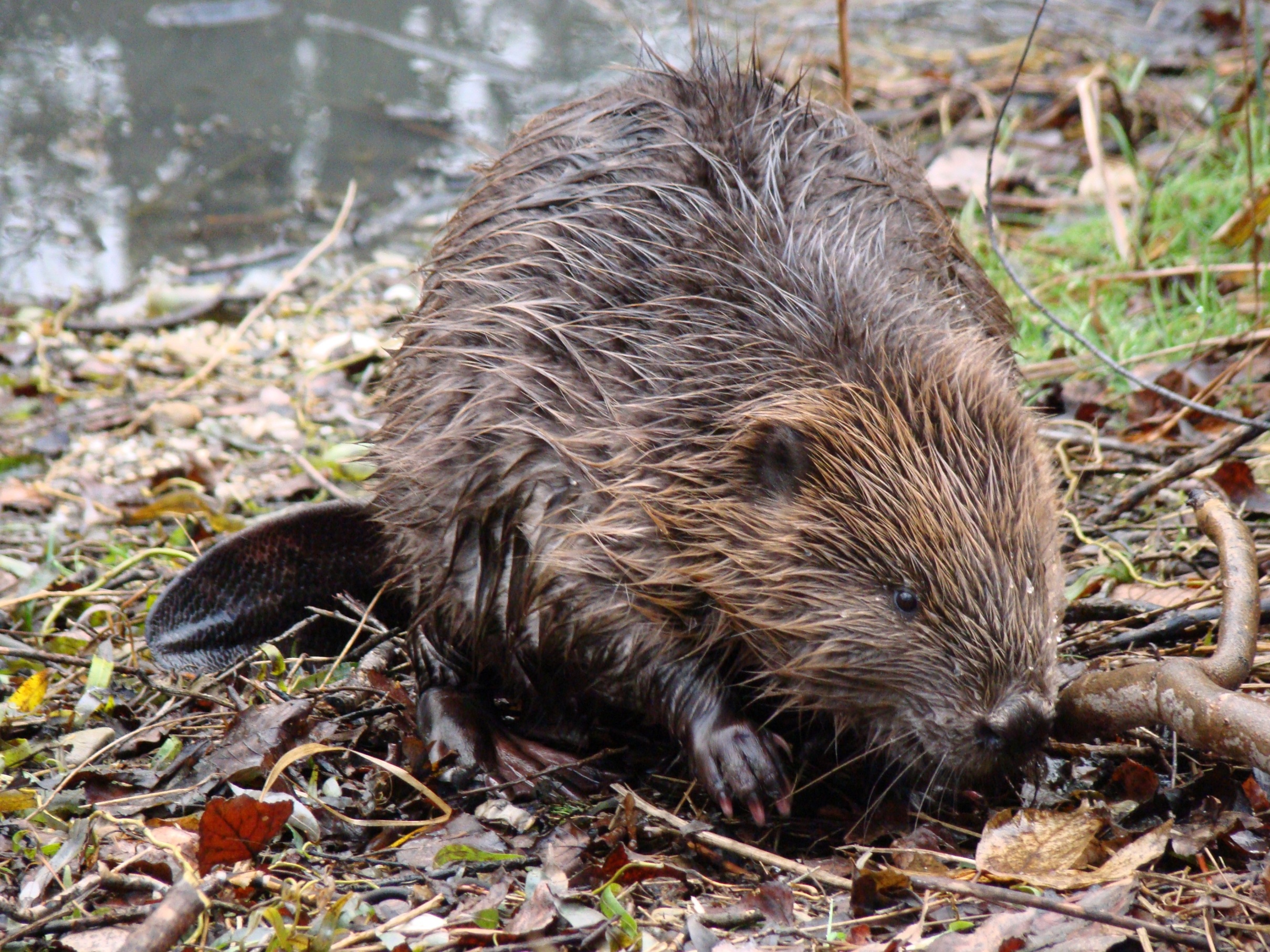 Bobr evropský (Castor fiber) – téměř všudypřítomný, ale stále přísně chráněný.  Foto Vlastimil Kostkan
