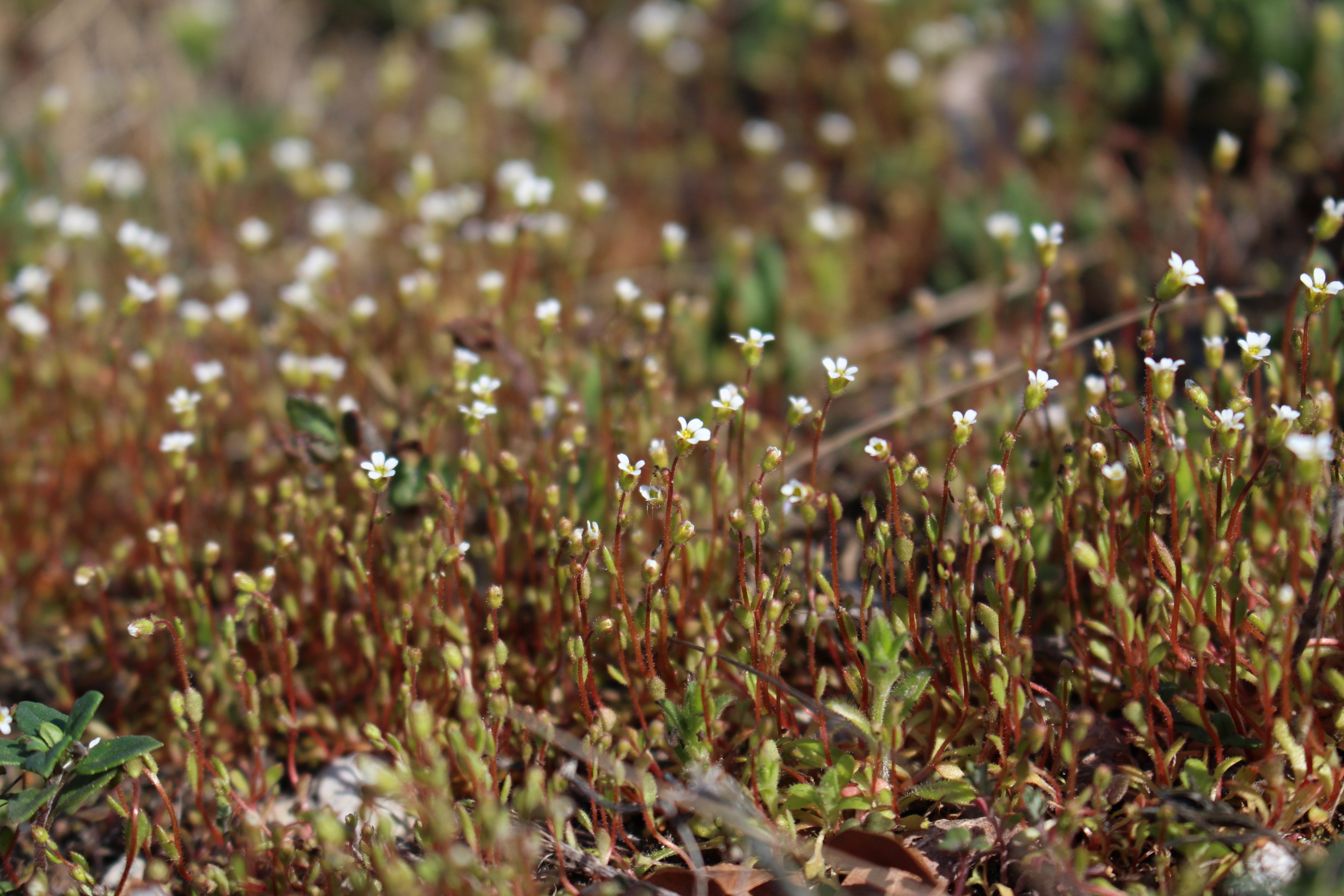 Lomikámen trojprstý (Saxifraga tridactylites), spontánní šíření, v České republice zvláště chráněného druhu, z primárního biotopu vápencových skal na sekundární stanoviště železničních těles je typické pro celou střední Evropu. S rapidním přibýváním lokalit chráněné jarní efeméry na antropogenních stanovištích si zatím vyhláška o zvláště chráněných druzích neporadila. Mikulov, duben 2017. Foto Václav Dvořák