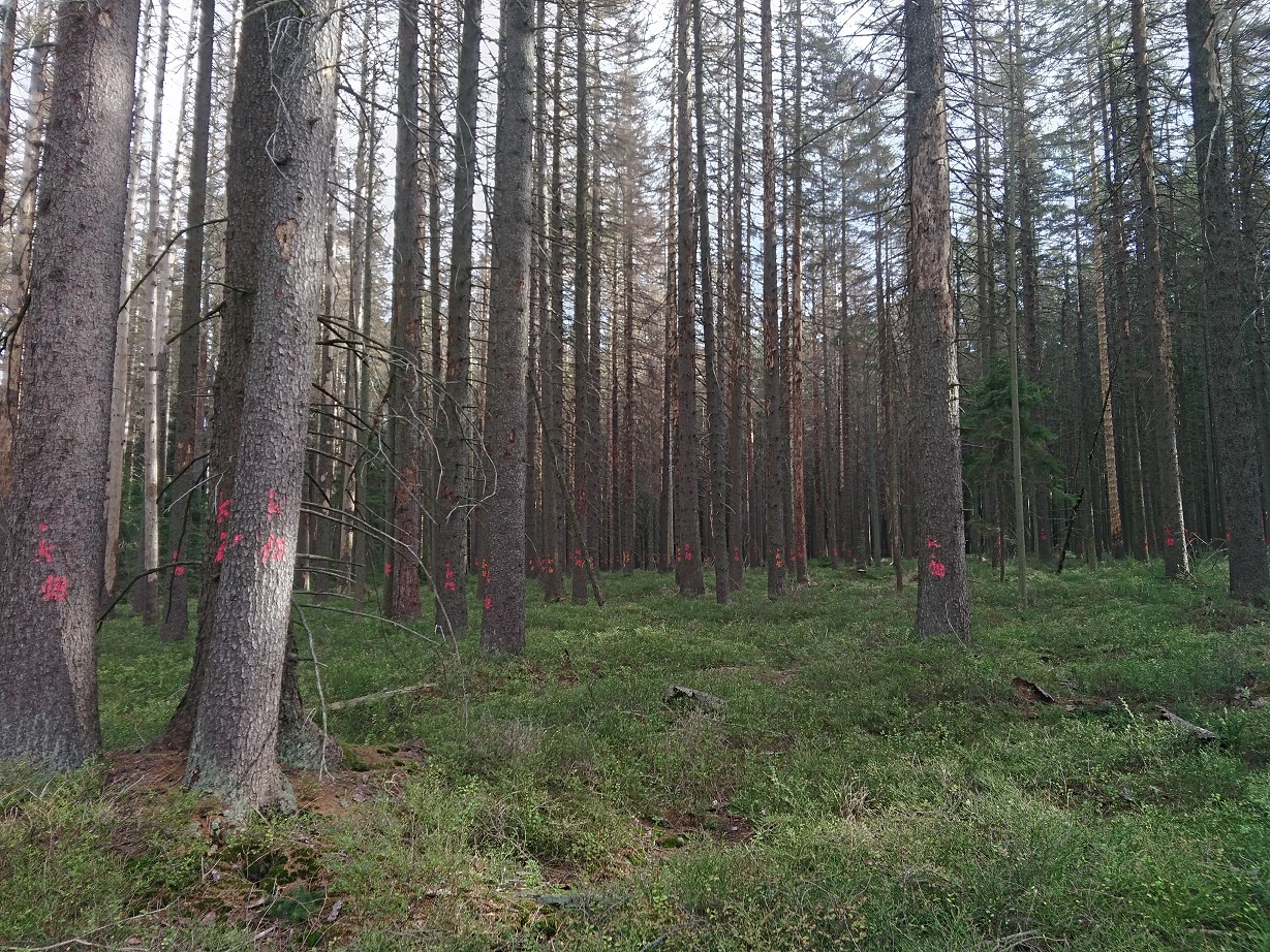 Řešení kůrovcové gradace v NPR Rejvíz, která vypukla dva roky po vejití v platnost plánu péče, se jeho rámci zcela zákonitě vymyká. Foto Jindřich Chlapek