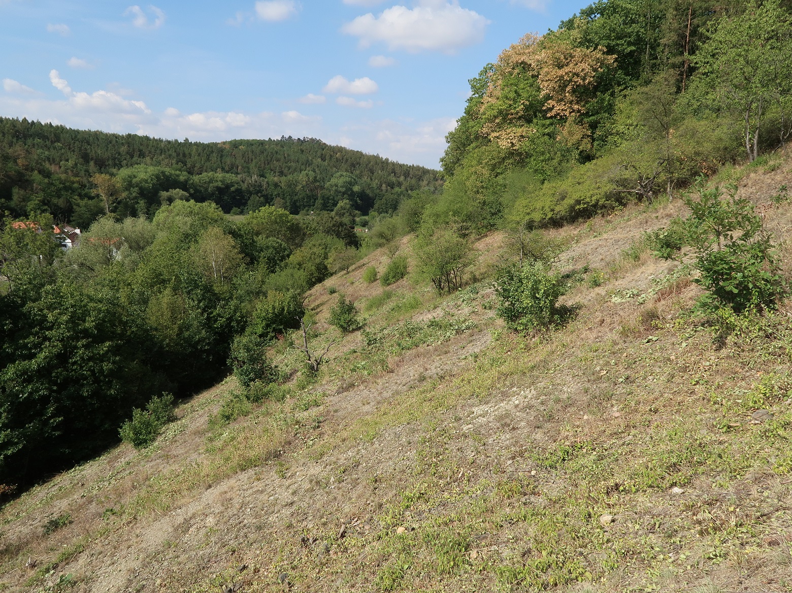 Jižně orientované stráně v PR Roztocký háj-Tiché údolí jsou biotopem ještěrky zelené, která vyhledává úkryt pod záměrně ponechanými keři. Foto Radek Kouřík