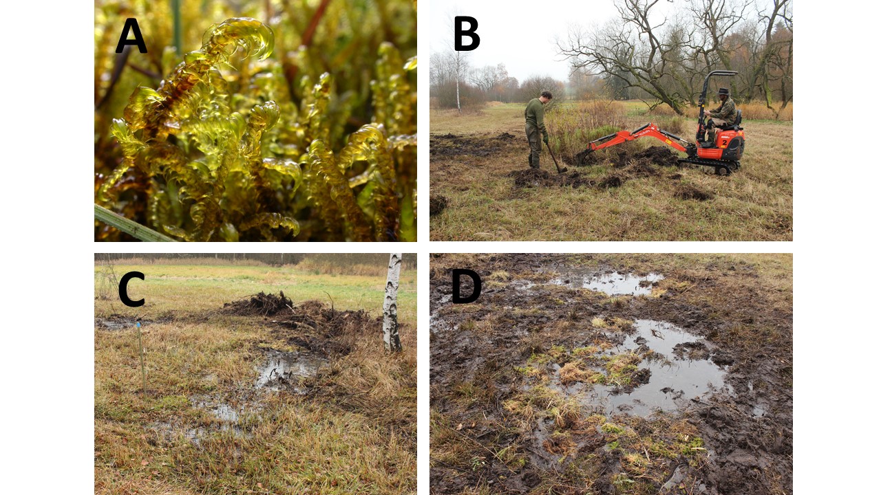 Moderní přístup k ochraně rašelinných pramenišť (PR Nad Svitákem), A) Srpnatka fermežová  (Hamatocaulis vernicosus) je typickým deštníkovým druhem bázemi bohatých rašelinných pramenišť. Mikrostanoviště, která jsou klíčová pro jeho přežití, jsou zásadní pro pestrou škálu dalších ohrožených rostlin i živočichů. (B) Vytrhání polykormonů mokřadních vrbin pomocí mechanizace. Aby byl zásah maximálně efektivní pro cílové druhy a společenstva, je potřeba lokalitu dobře znát, včetně historických souvislostí. Zpracovatel, který region nezná, většinou vůbec nezjistí, že se  pohybuje v původně nejcennějších plochách rašeliniště. (C) Použití mechanizace se není potřeba bát ani v nejcennějších plochách, naopak zásah (zde odstranění vrbin) bývá mnohem efektivnější  a levnější než ruční práce. Neobejde se bez odborníka, který vzácné mechorosty a jejich  mikrostanoviště pozná (kolík označuje výskyt H. vernicosus). (D) Důležitá je zkušenost  s konkrétními biotopy. Drny a vyhrabané rašeliníky po obnově rozvolněných ploch v nejcennější ploše rašelinného prameniště lze velmi efektivně využít k regeneraci degradovaných ploch. Foto Ester Ekrtová