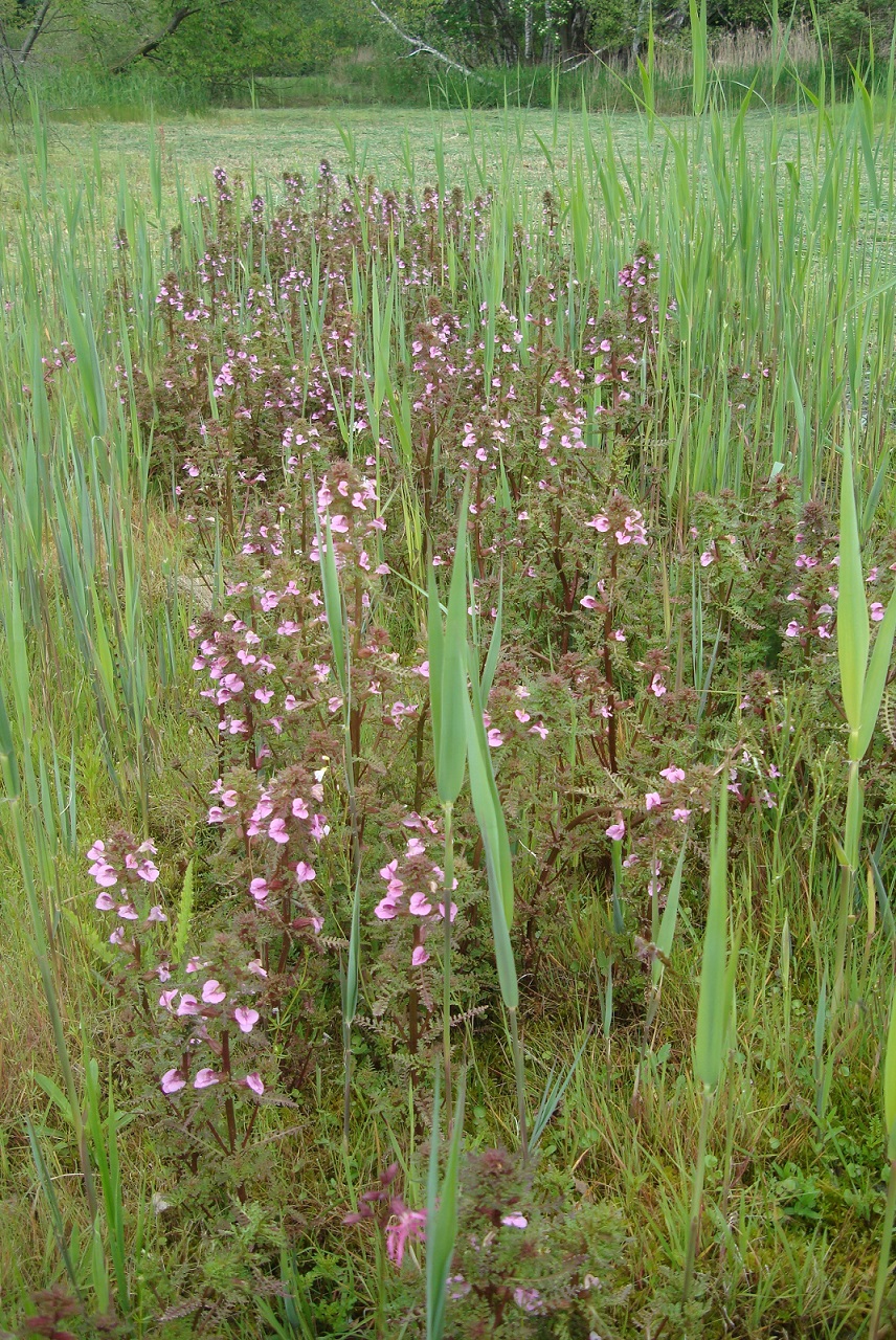 Poloparazitický, kriticky ohrožený všivec bahenní (Pedicularis palustris) dokáže při vhodně nastaveném managementu velmi efektivně potlačovat expanzi rákosu na rašeliništích a pomáhat při regeneraci asanovaných terestrických rákosin. Jedná se o typický příklad použití moderních vědeckých poznatků využitých v ochranářské praxi  (PR Chvojnov). Foto Vojtěch Kodet