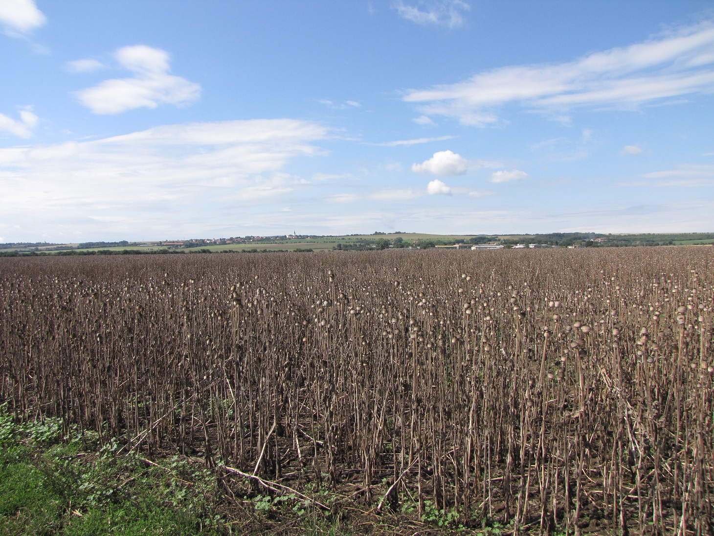 Obr. 3, 4. Diverzita vs. monokultura: Balatonský národní park vs. makové pole na Moravě. Foto Martin Horáček