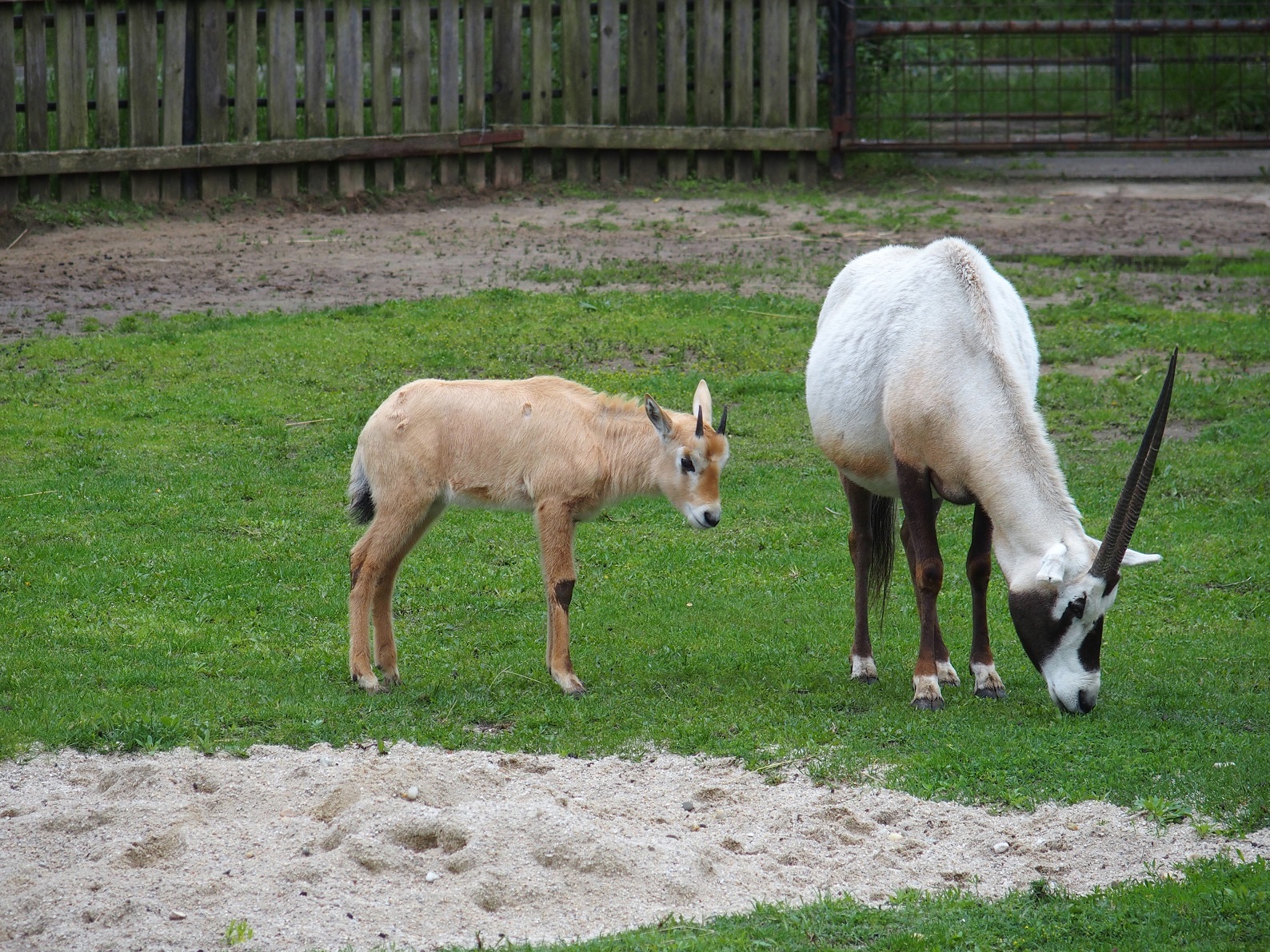 Obr. 10. Backup: přímorožec arabský, ZOO Hodonín, v přírodě vyhuben 1972. Foto Martin Horáček