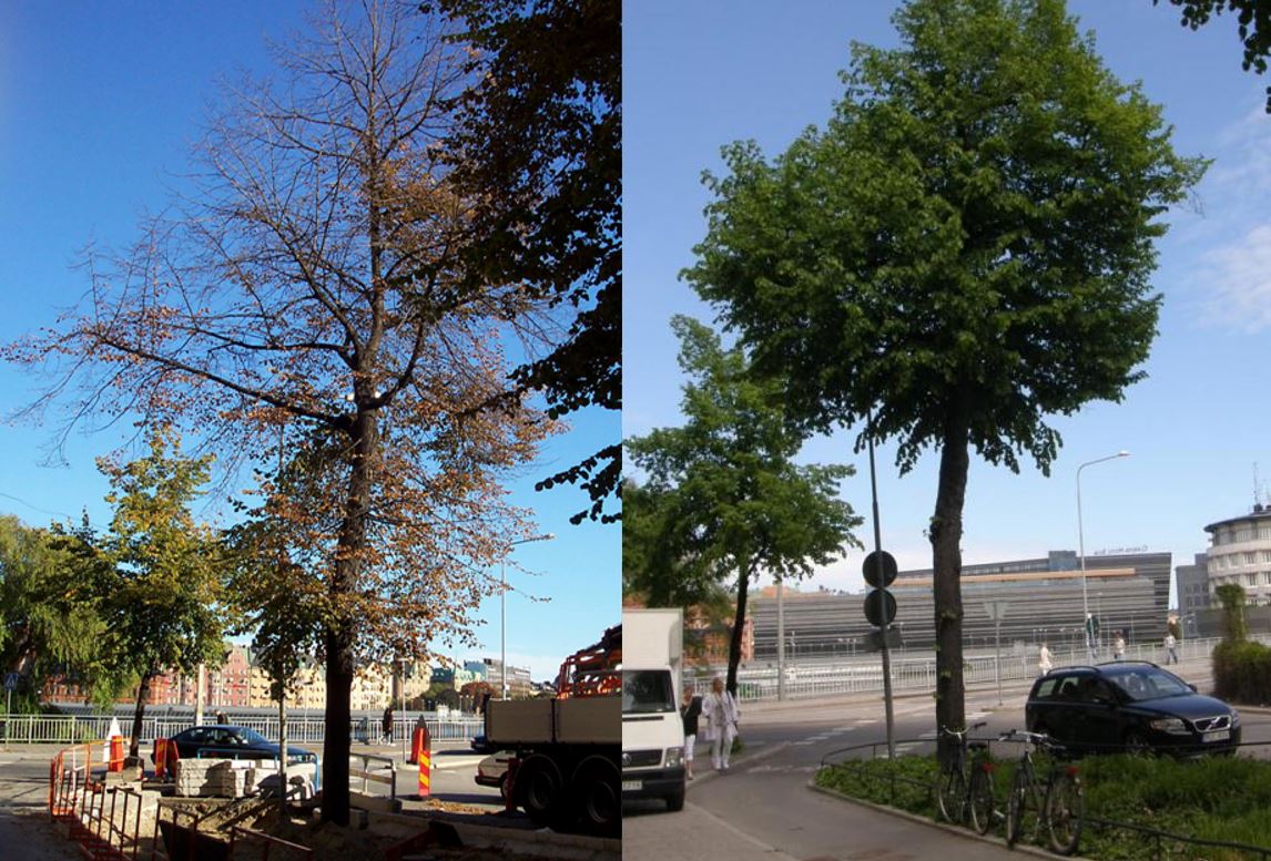 Obr. 2: Fotografie vlevo zachycuje moment z roku 2002 během jedné z prvních prací při aplikaci strukturního substrátu ve městě Stockholm u stávající lípy, která má extrémně nízkou vitalitu v důsledku sníženého přístupu kořenů ke kyslíku. Vpravo stejný strom z roku 2010, který vykazuje pozitivní průběh regenerace. Foto: Björn Embrén