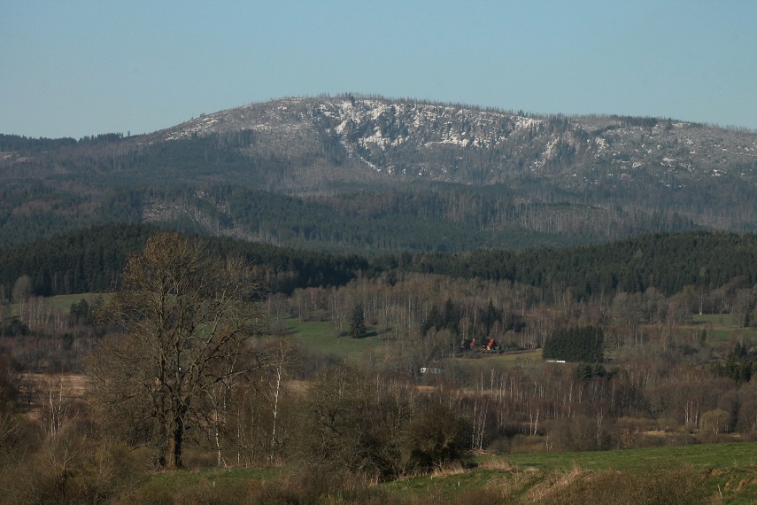 Plechý pár let po hlavní gradaci kůrovce. Foto: Pavel Hubený