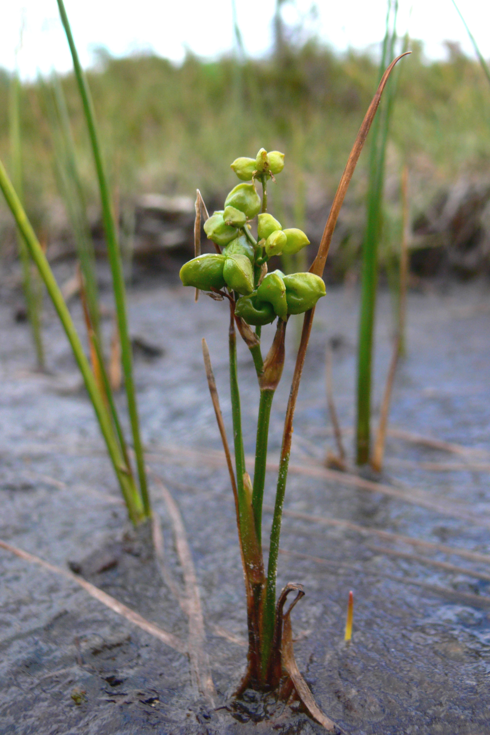 Blatnice bahenní (Scheuchzeria palustris), vzácný a reliktní druh nejzachovalejších vrchovišť. Foto Vladimír Melichar