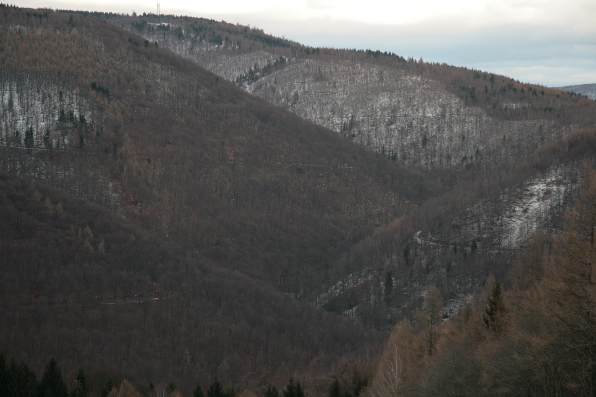 Krušnohorské bučiny na Litvínovem. Foto Ondřej Volf