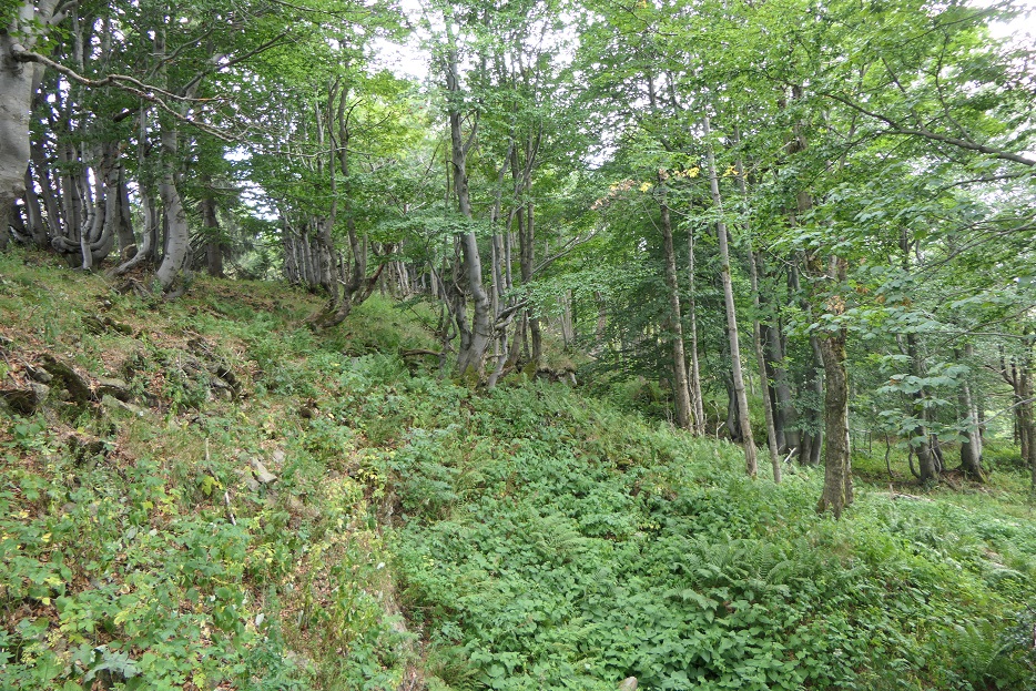 Klenové bučiny jsou velmi vzácným biotopem, v přírodní rezervaci Ryžovna vystupují  k 1000 m nad mořem i díky čedičovému podloží. Foto Vladimír Melichar