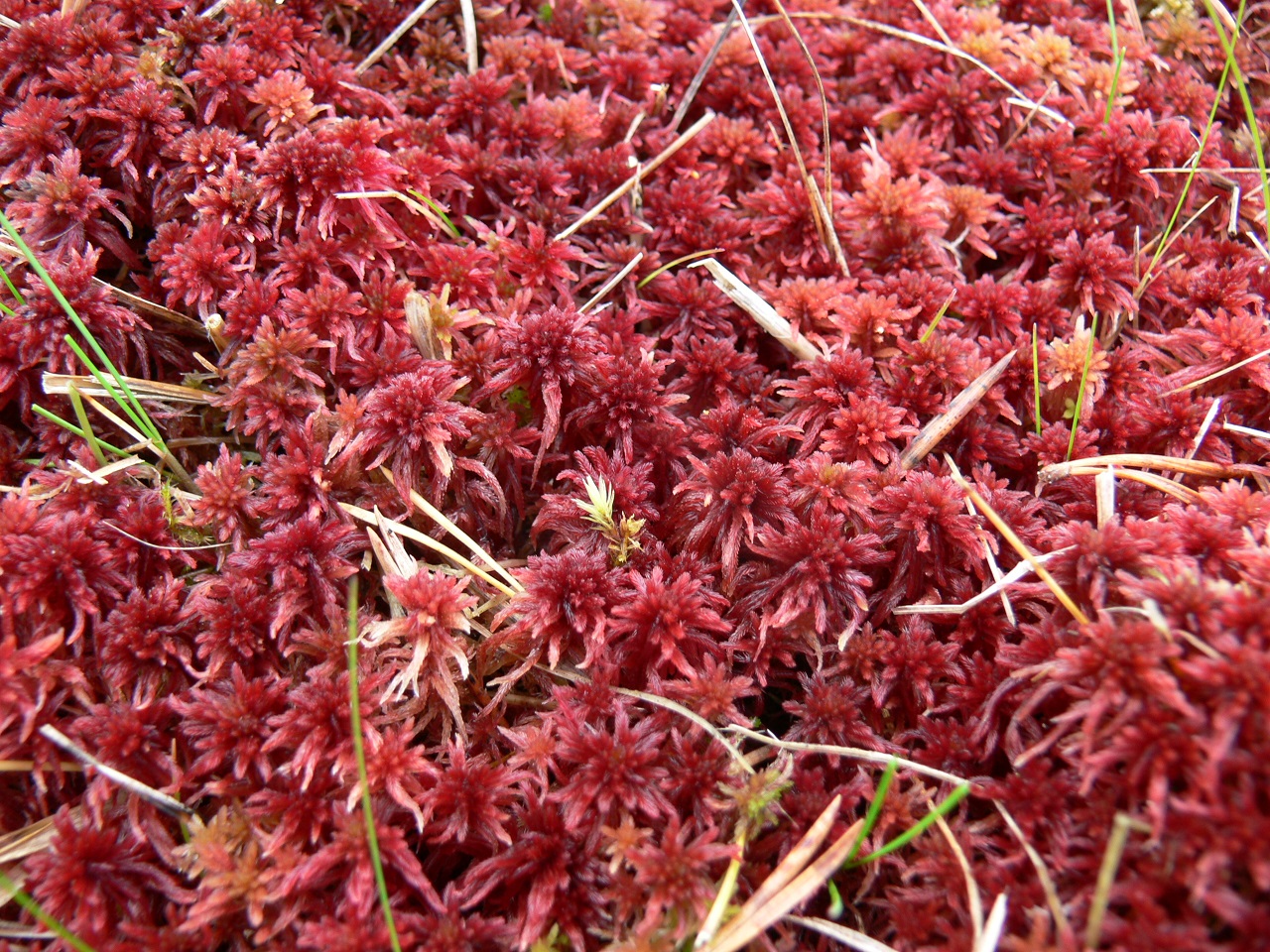 Rašeliník lesklý (Sphagnum subnitens) je druhem minerálně bohatších vývěrů, lokalita Vraky u Božího Daru. Foto Vladimír Melichar