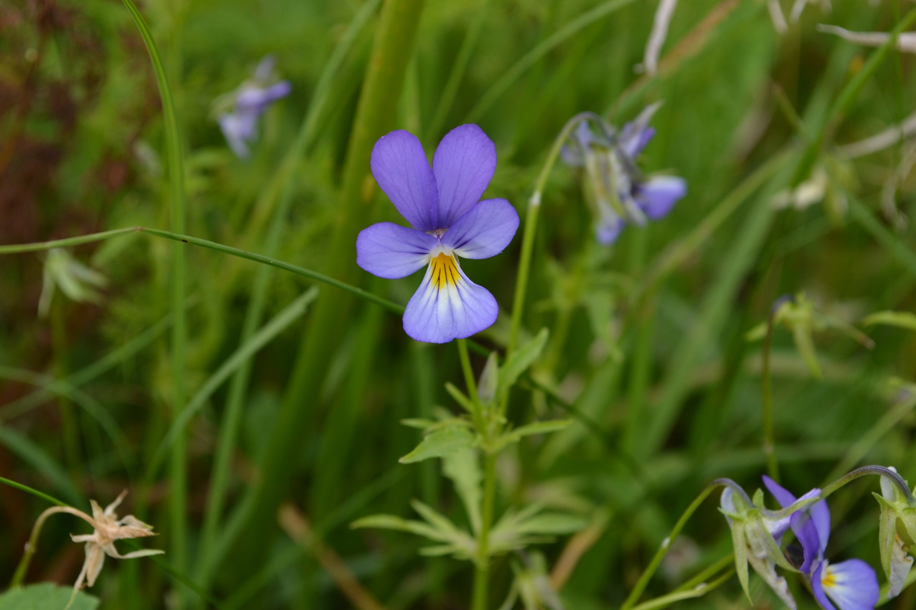 Typickou rostlinou  zdejších  horských luk violka třibarevná různobarevná (Viola tricolor polychroma). Foto Vladimír Melichar