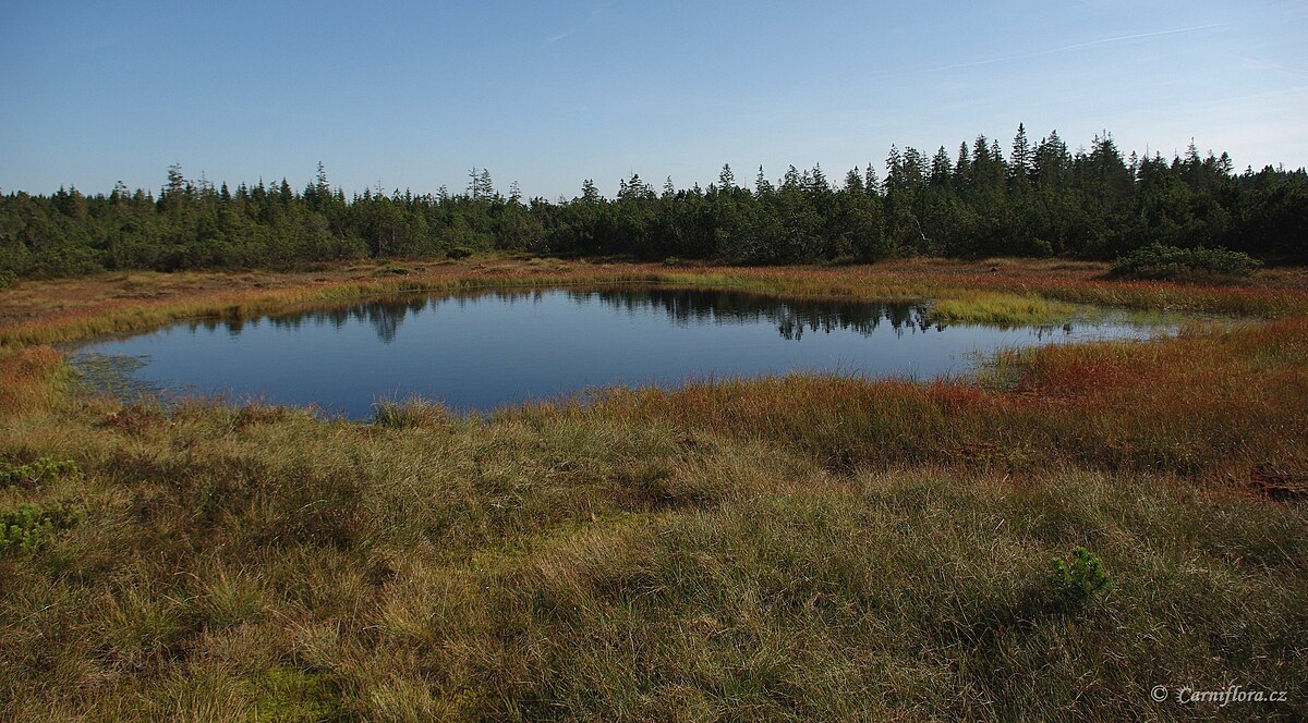Velké jeřábí jezero, na břehu rostoucí kleč a rosnatky okrouhlolisté. Foto Elingr Zbyněk, wiki commons