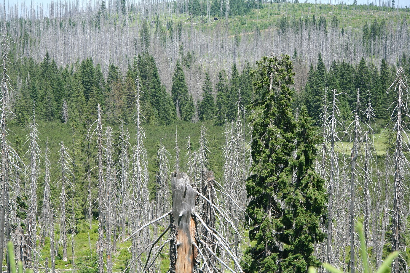 Centrální část Národního parku Šumava po kůrovcové gradaci. Foto Pavel Hubený