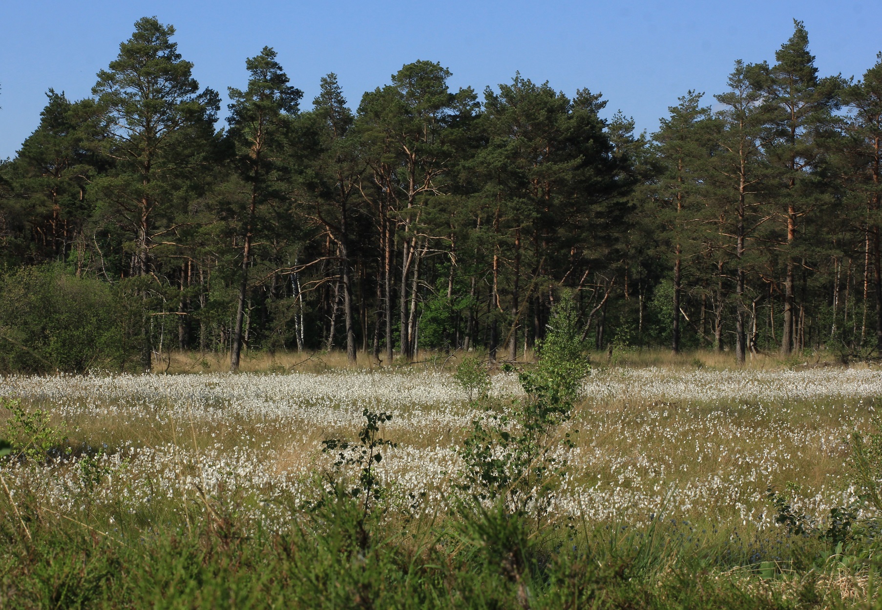 Reverzní aukce a podobné inovativní modely financování mohou být užitečné pro podporu biotopů, jako jsou maloplošné mokřady. Foto Toni Wöhrl / Wikipedia Commons
