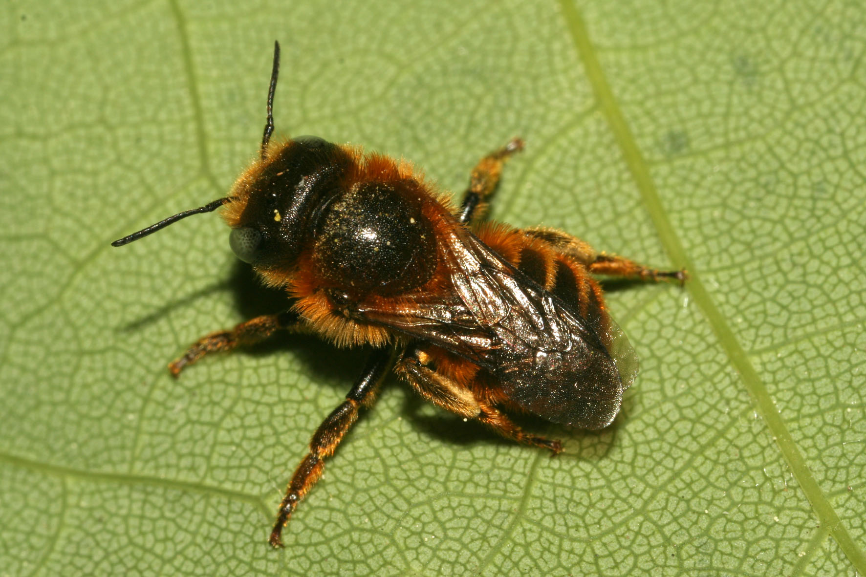 Zednice zlatavá (Osmia aurulenta). Foto Rudolf Macek