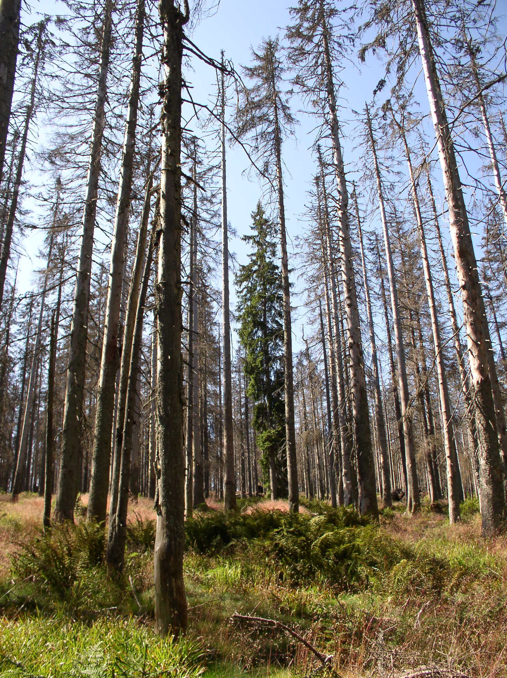 Obdobné raně sukcesní stanoviště u nás – NP Šumava, Trojmezná. Disturbance způsobená žírem lýkožroutů není zánikem lesa, ale jeho posunutím do další vývojové fáze. Foto Dušan Utinek