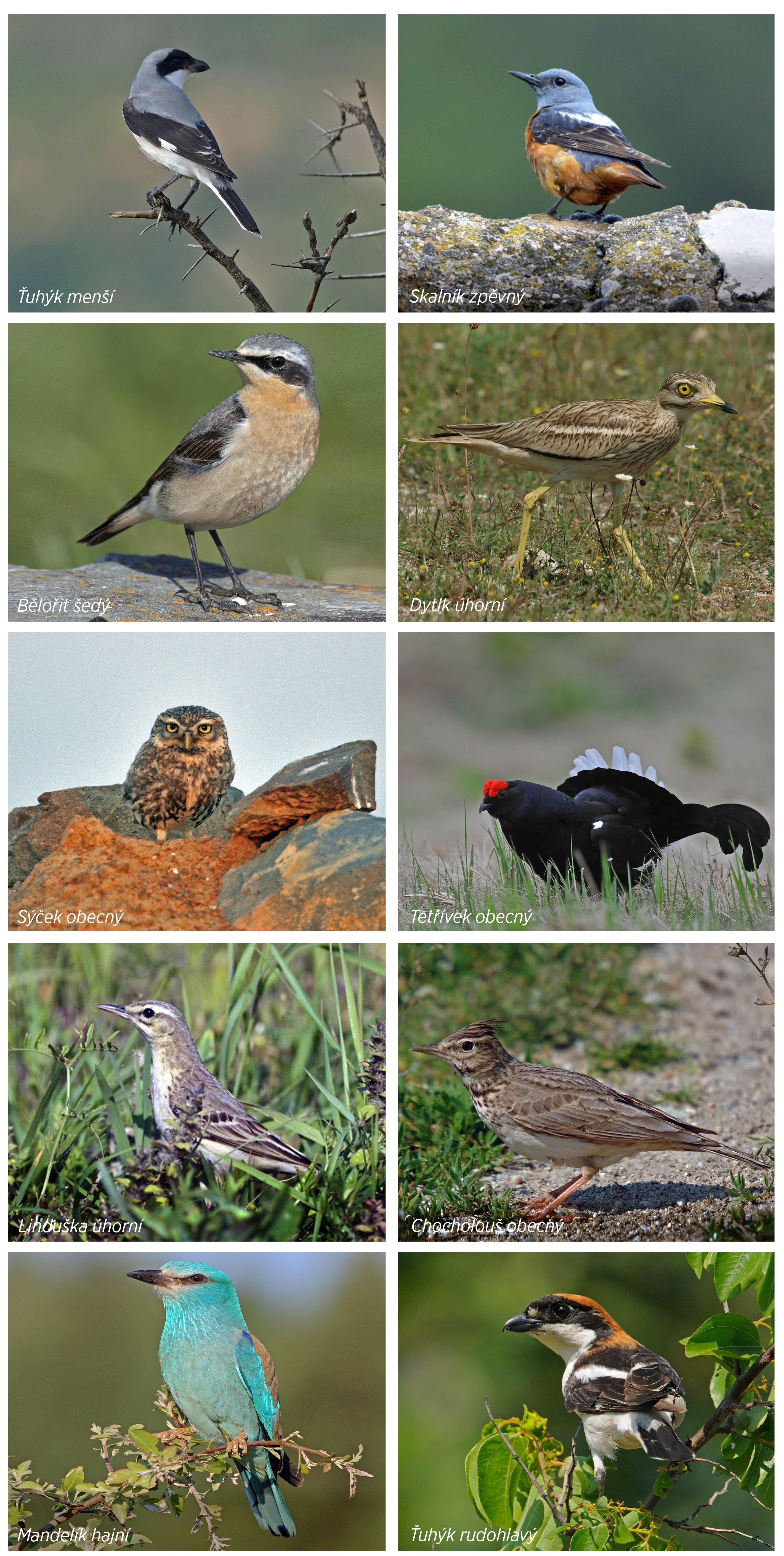 Obr. 1: Deset ptačích druhů, které z území dnešního NP Podyjí za poslední století vytlačily krajinné změny, zejména postupující sukcese. Foto J. Hlásek a L. Hlásek