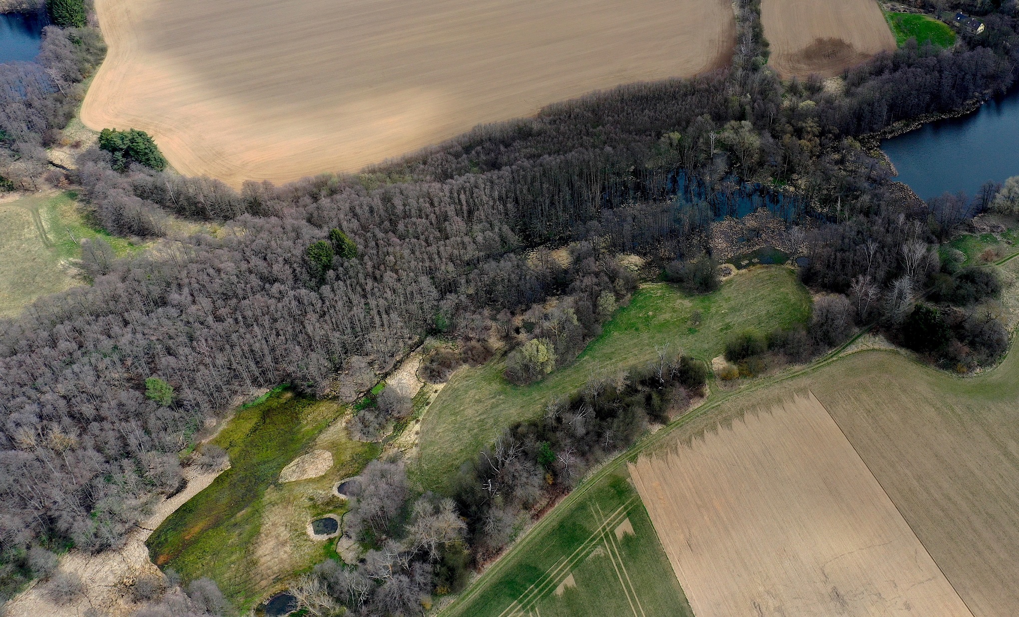 Lokalita, kterou to celé začalo: komplex mokrých luk, potočních a mokřadních olšin a „bobřího mokřadu“ v České Kanadě. Foto: vlastní archiv