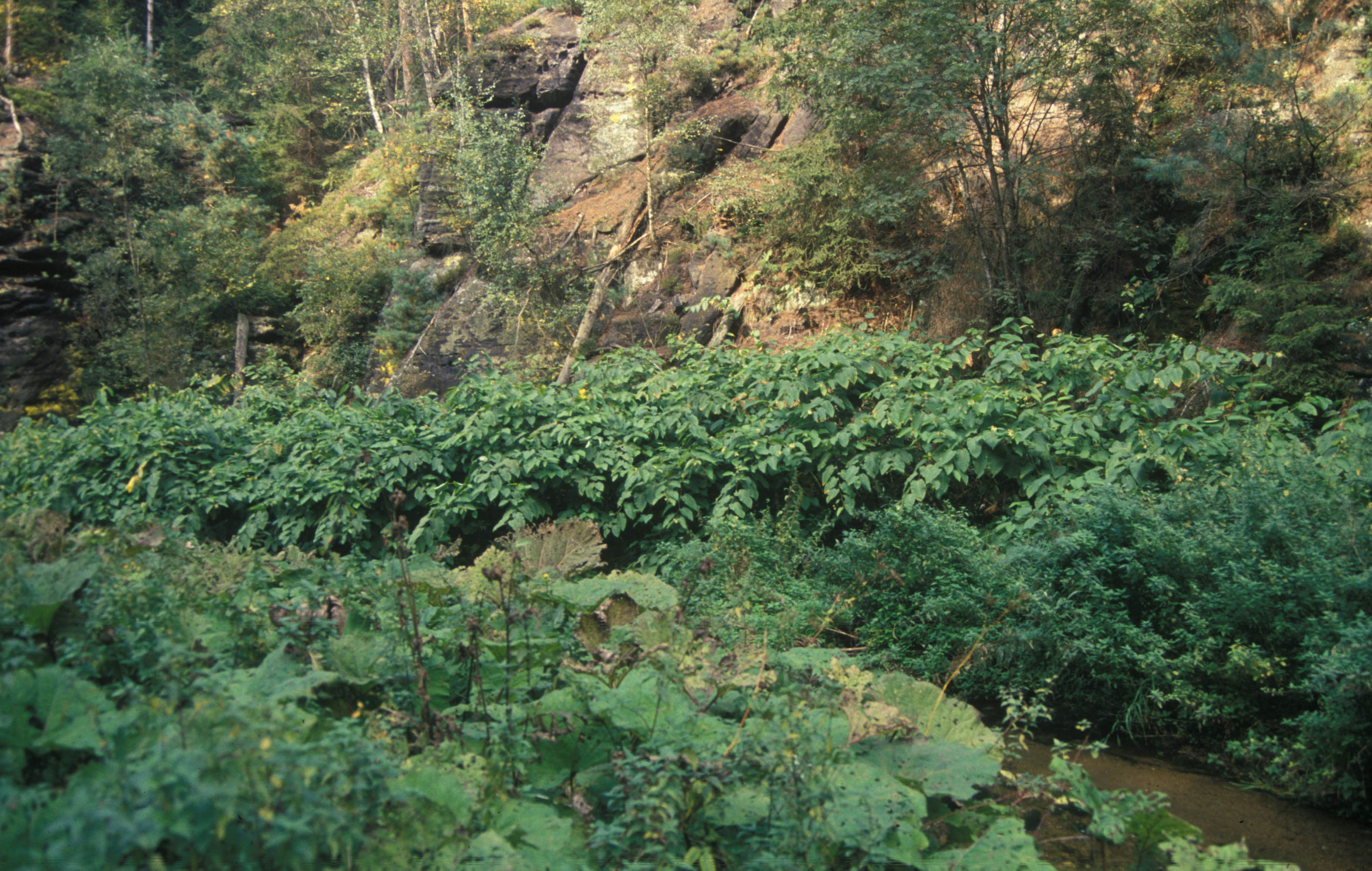 Křídlatka sachalinská (Reynoutria sachalinensis) na břehu Křinice při vstupu do Kyjovského údolí od Kyjova v roce 1994 (dnes na území NP České Švýcarsko). Foto Handrij Härtel
