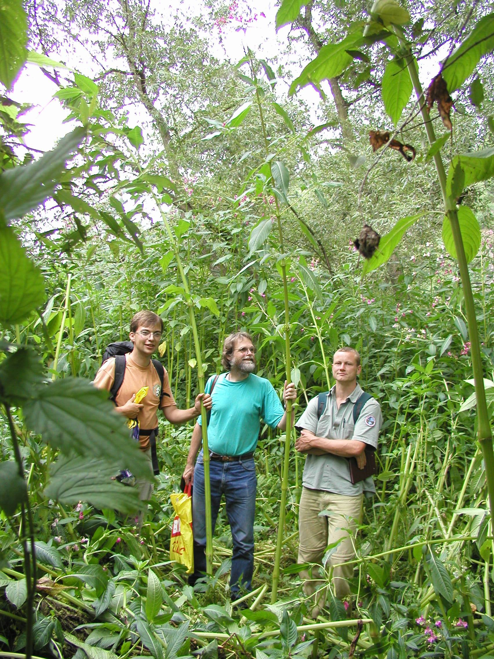 Netýkavka žláznatá (Impatiens glandulifera) v přírodní rezervaci Nebočadský luh u Děčína v roce 2003. Foto Handrij Härtel