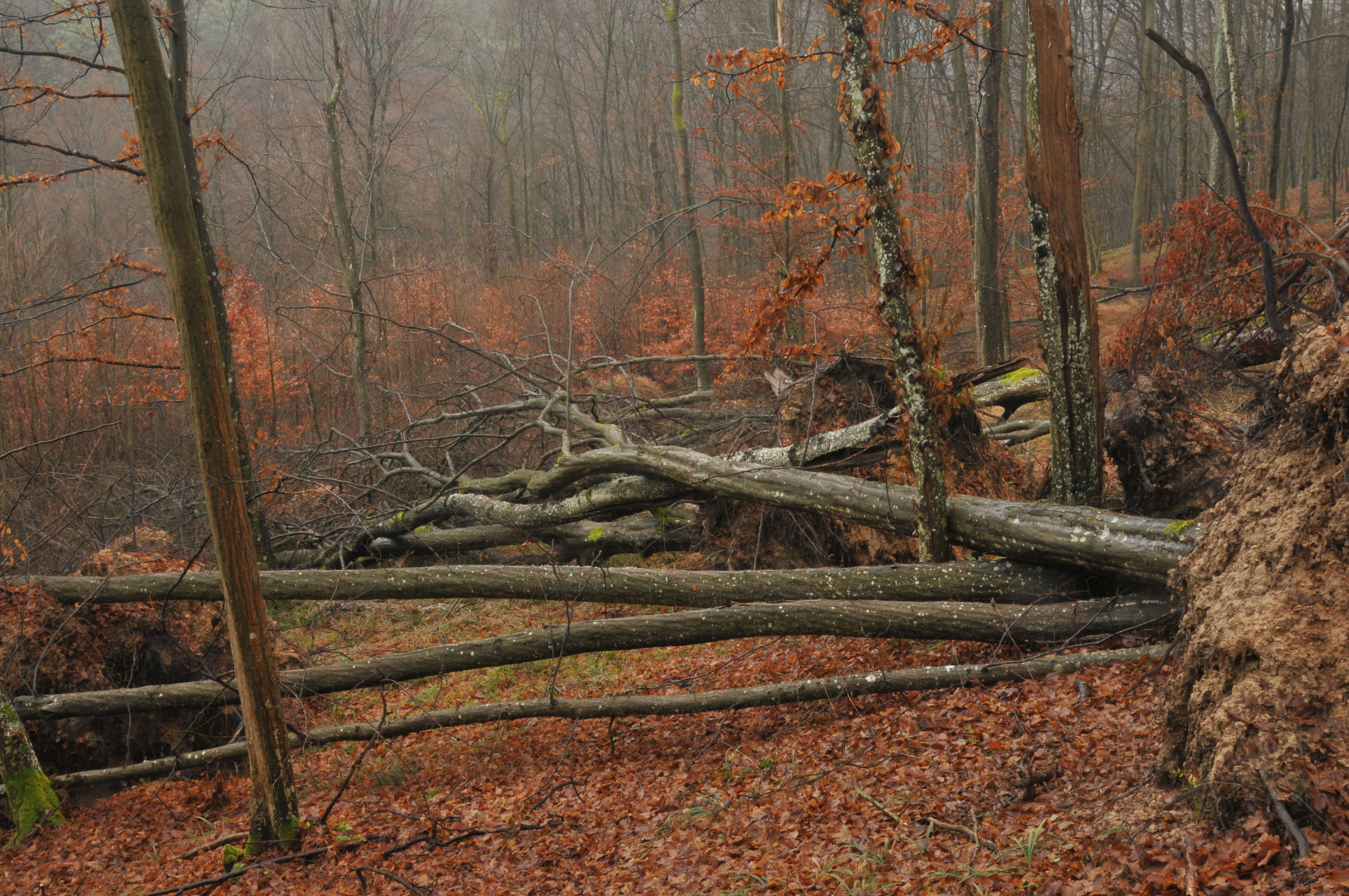 Rozsáhlé vývraty způsobila ledovka v prosinci 2014. Foto Petr Lazárek